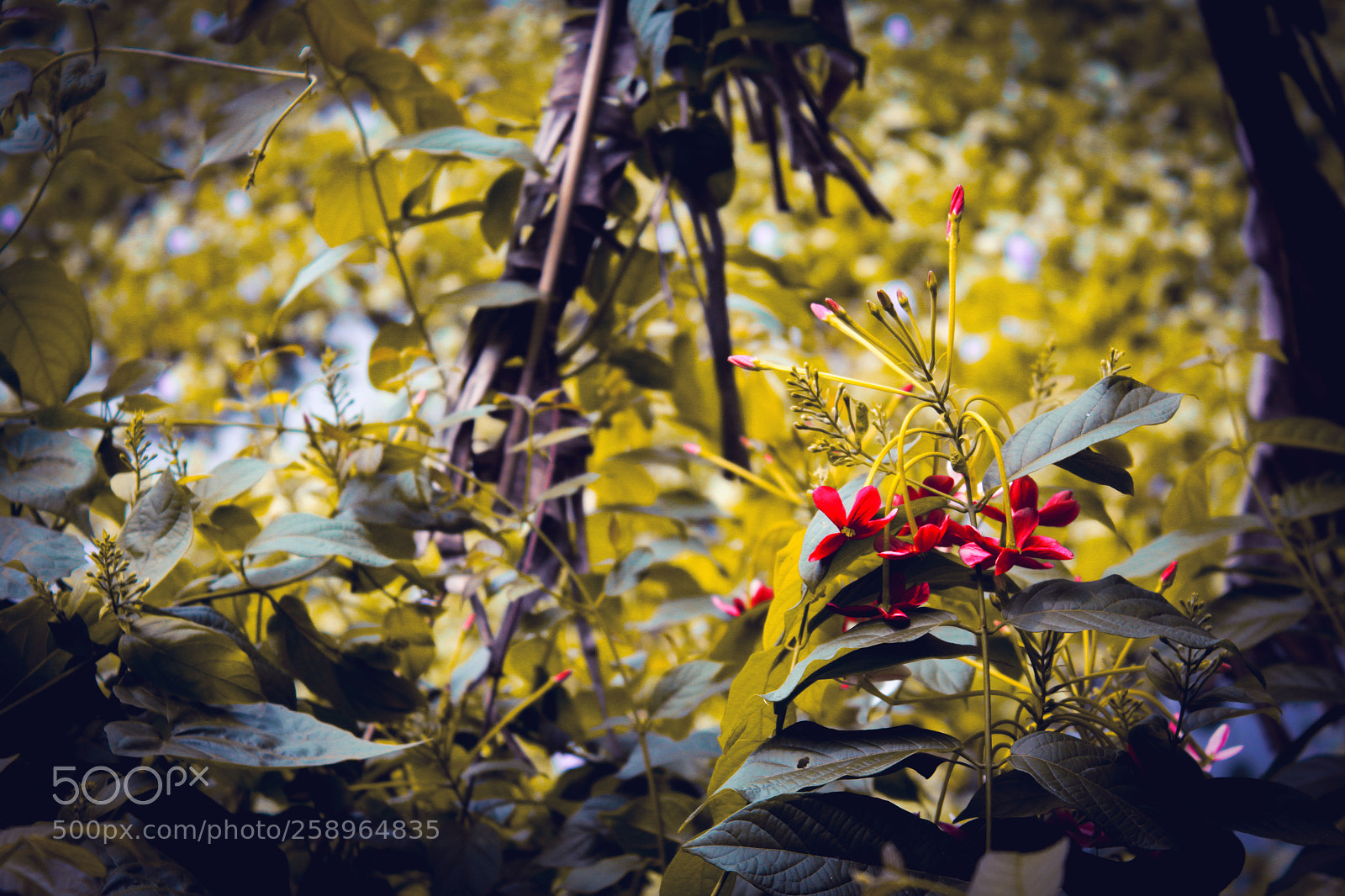 Canon EOS 1200D (EOS Rebel T5 / EOS Kiss X70 / EOS Hi) sample photo. Autumn nature with red photography