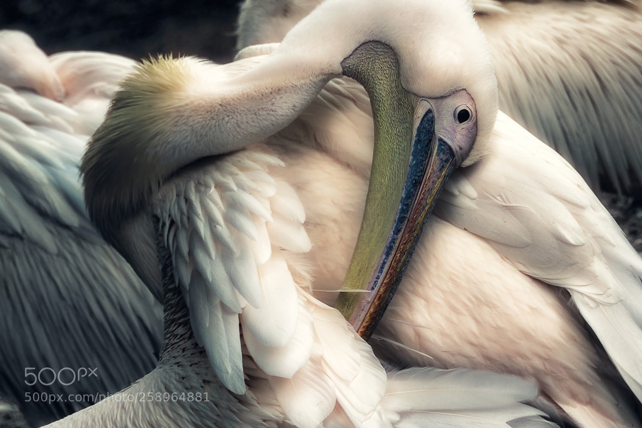Nikon D810 sample photo. Pelican aligned on fibonacci photography
