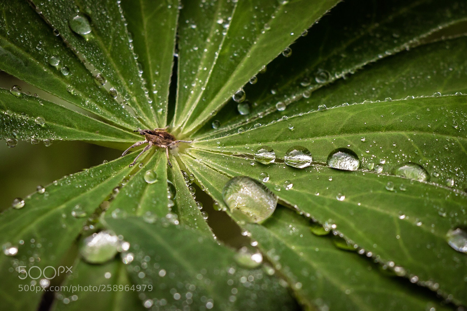 Canon EOS 80D sample photo. Waking up photography