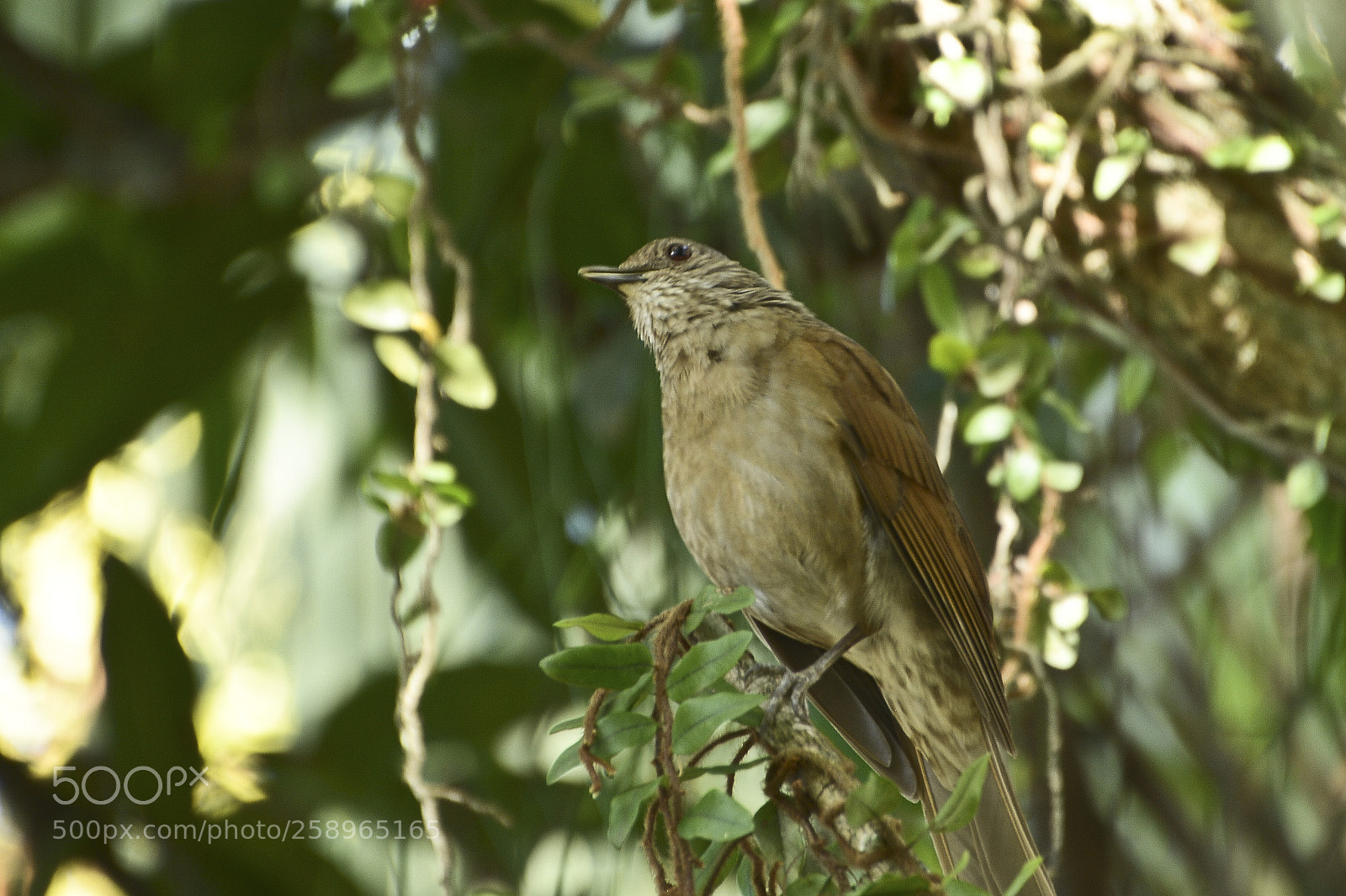 Nikon D7100 sample photo. Orando e agradecendo por photography