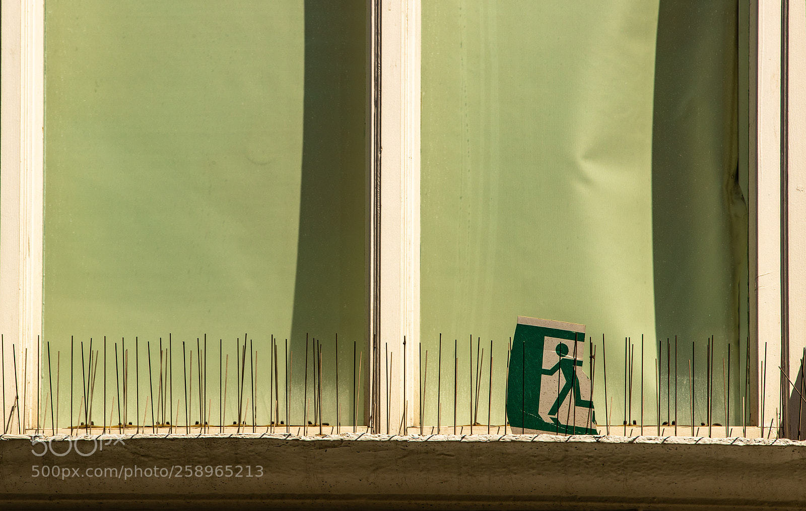Canon EOS-1D X Mark II sample photo. Pigeon walk photography