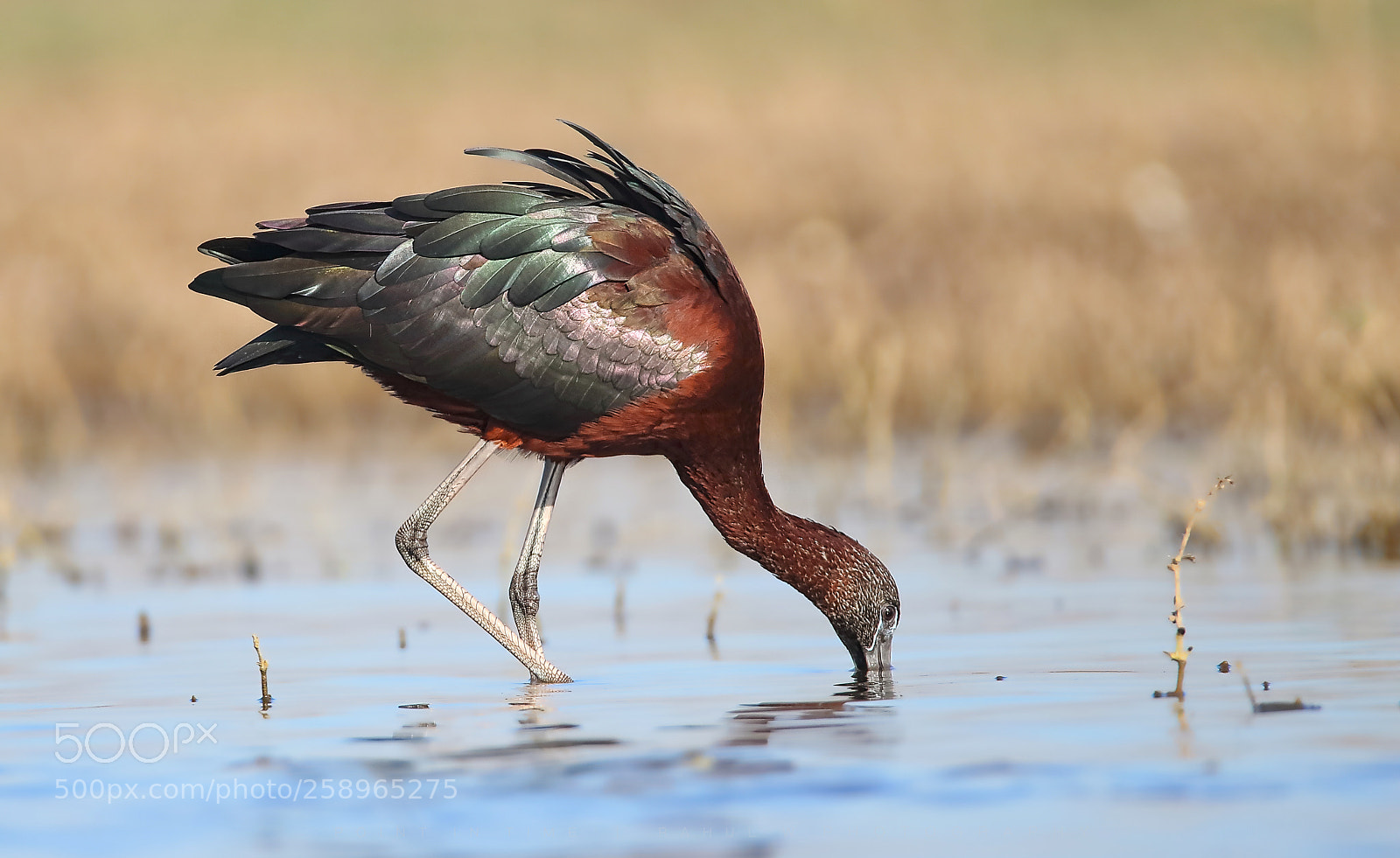 Canon EOS 7D Mark II sample photo. Glossy ibis photography
