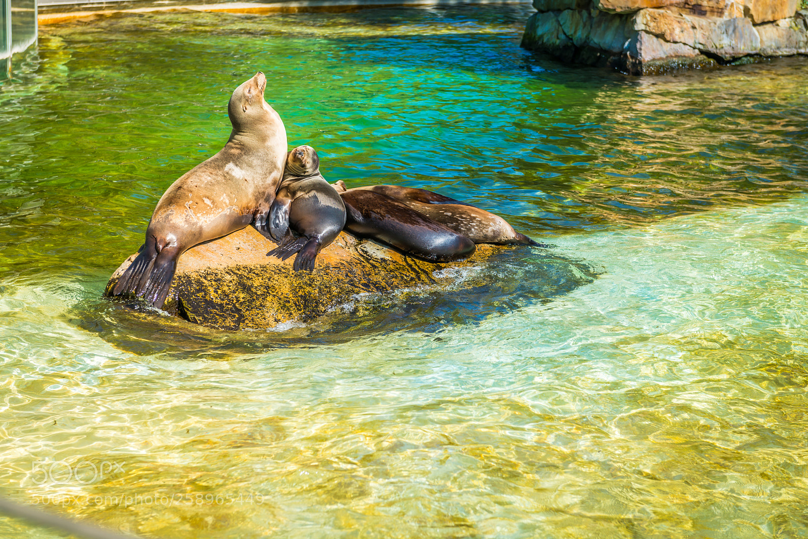 Nikon D610 sample photo. Fur seal family photography