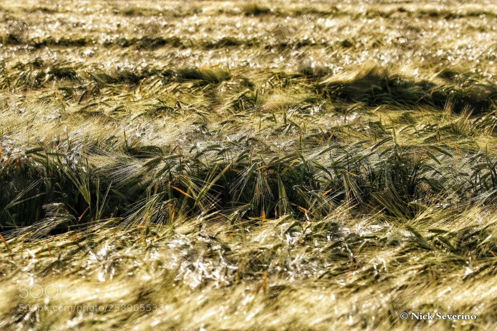 Canon EOS 7D Mark II sample photo. A sea of ​​spikes photography