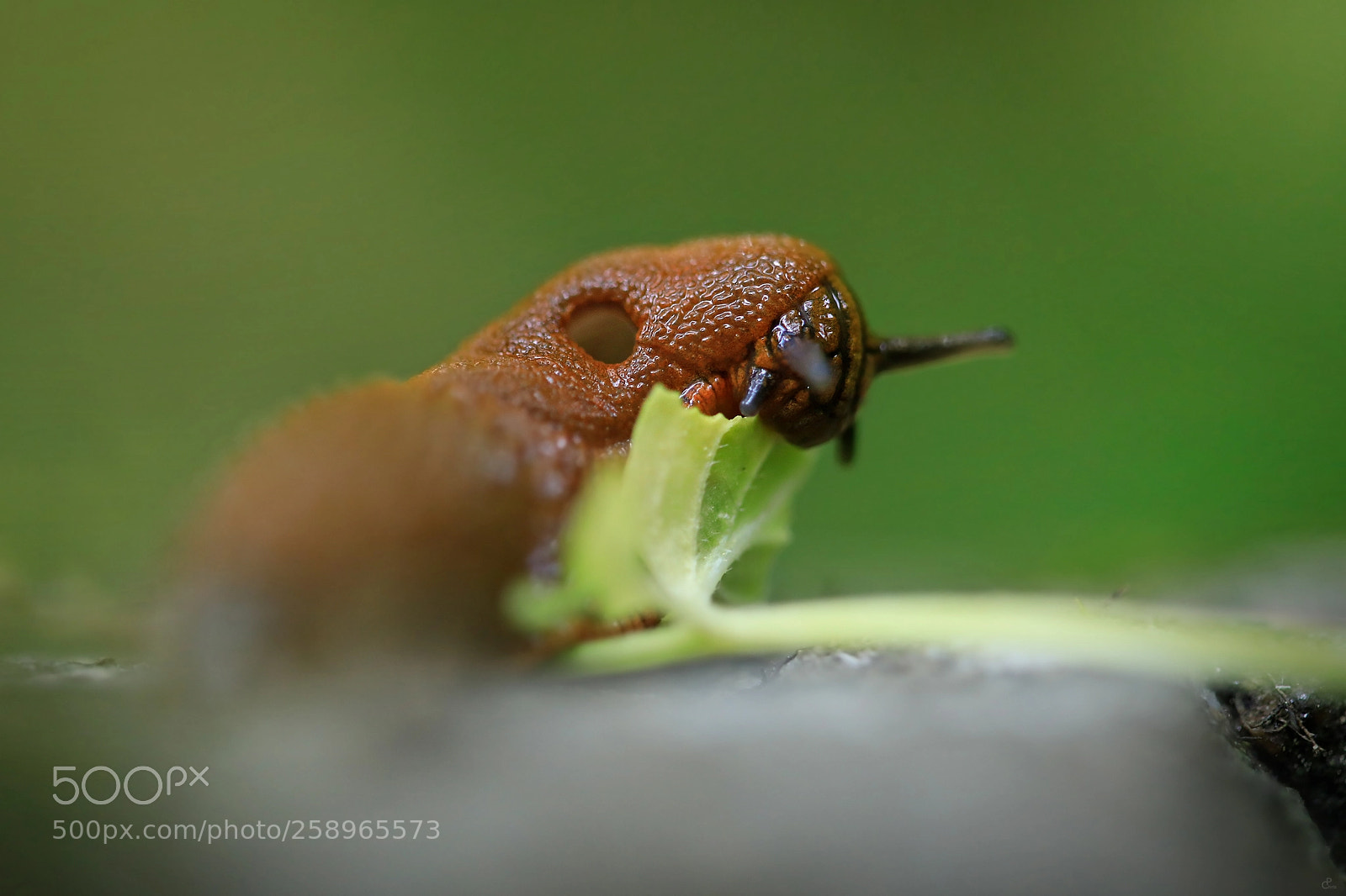 Canon EOS 5D Mark IV sample photo. Vegan... photography