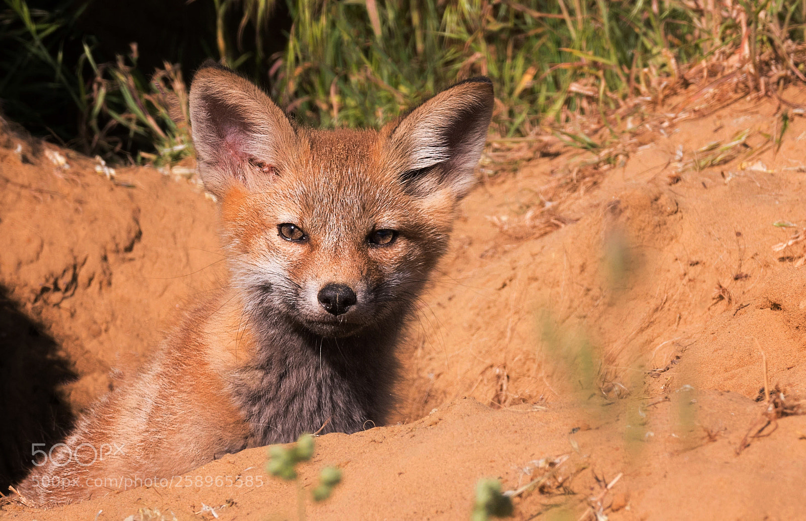 Nikon D500 sample photo. Fox cub portrait photography