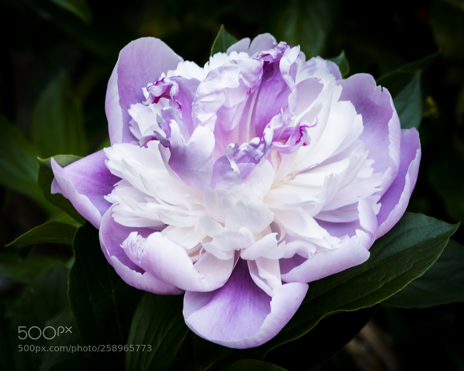Nikon D850 sample photo. Judy's peony photography
