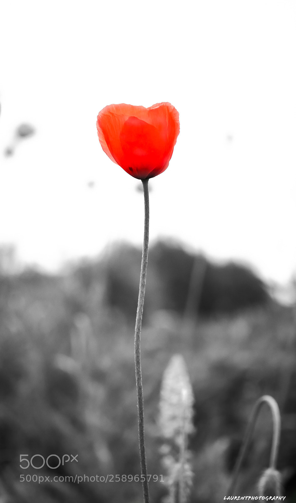 Panasonic Lumix DMC-GX85 (Lumix DMC-GX80 / Lumix DMC-GX7 Mark II) sample photo. Coquelicot photography