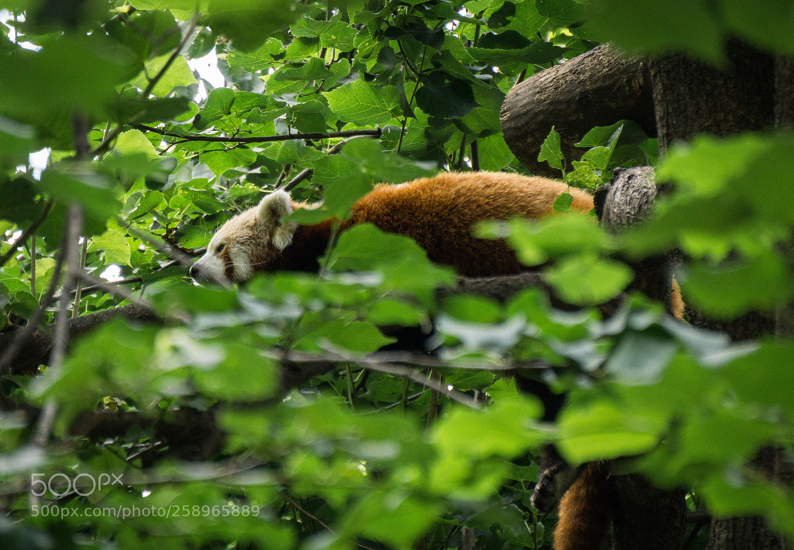 Sony a6000 sample photo. Resting in the afternoon photography