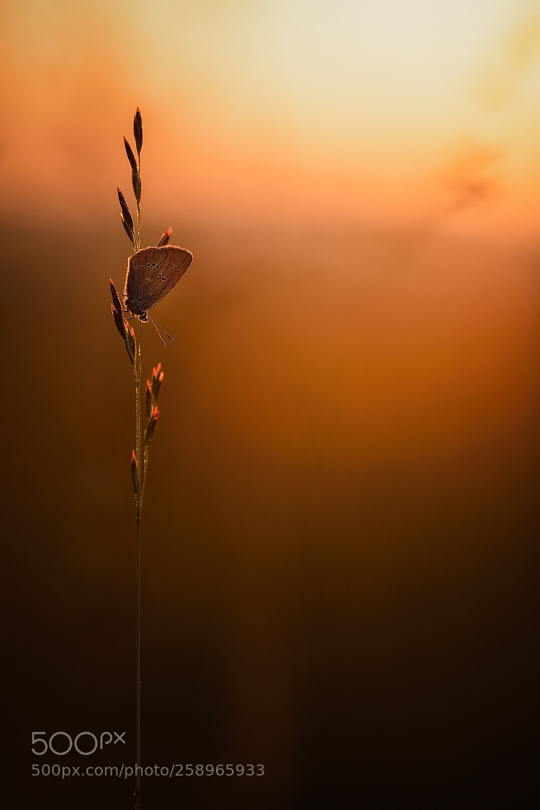 Nikon D610 sample photo. L'explorateur photography
