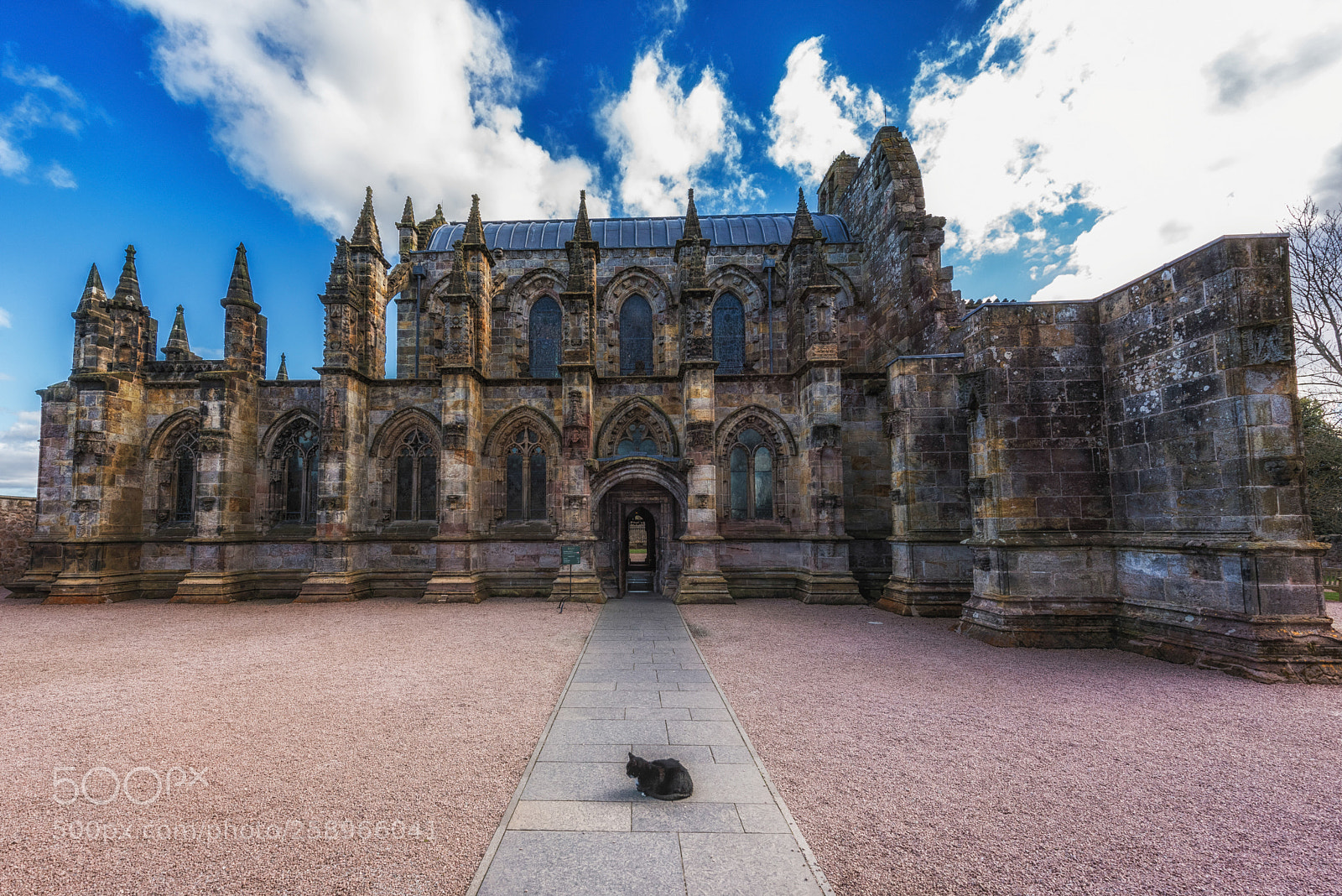 Nikon D750 sample photo. William the chapel cat photography