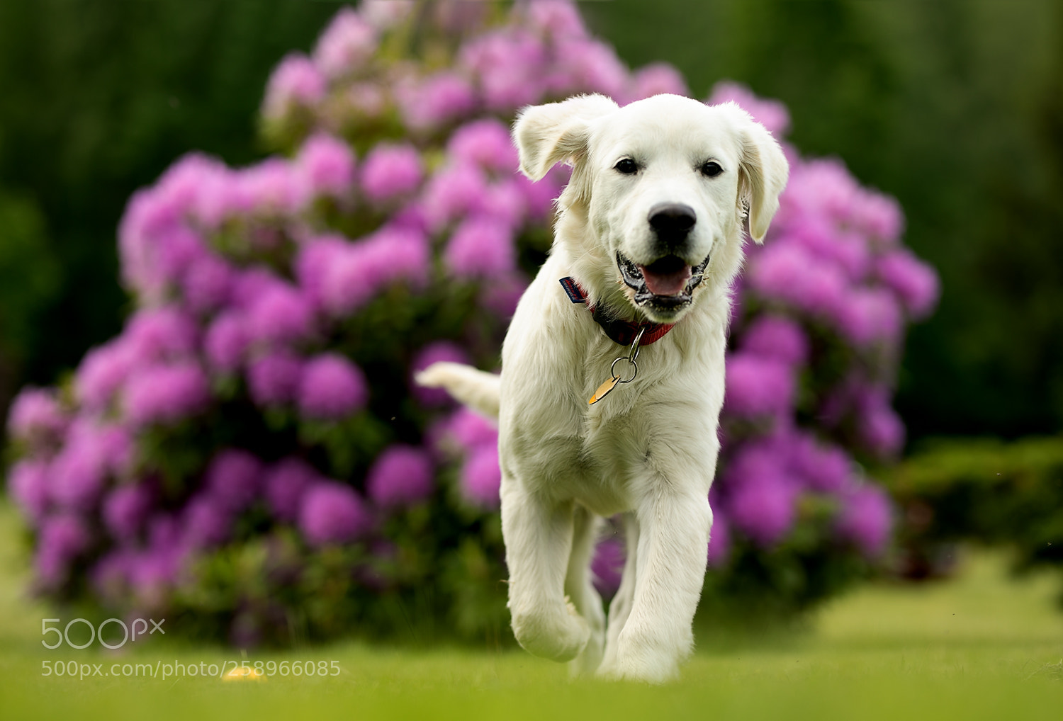 Canon EOS 5D Mark IV sample photo. Puppy photography