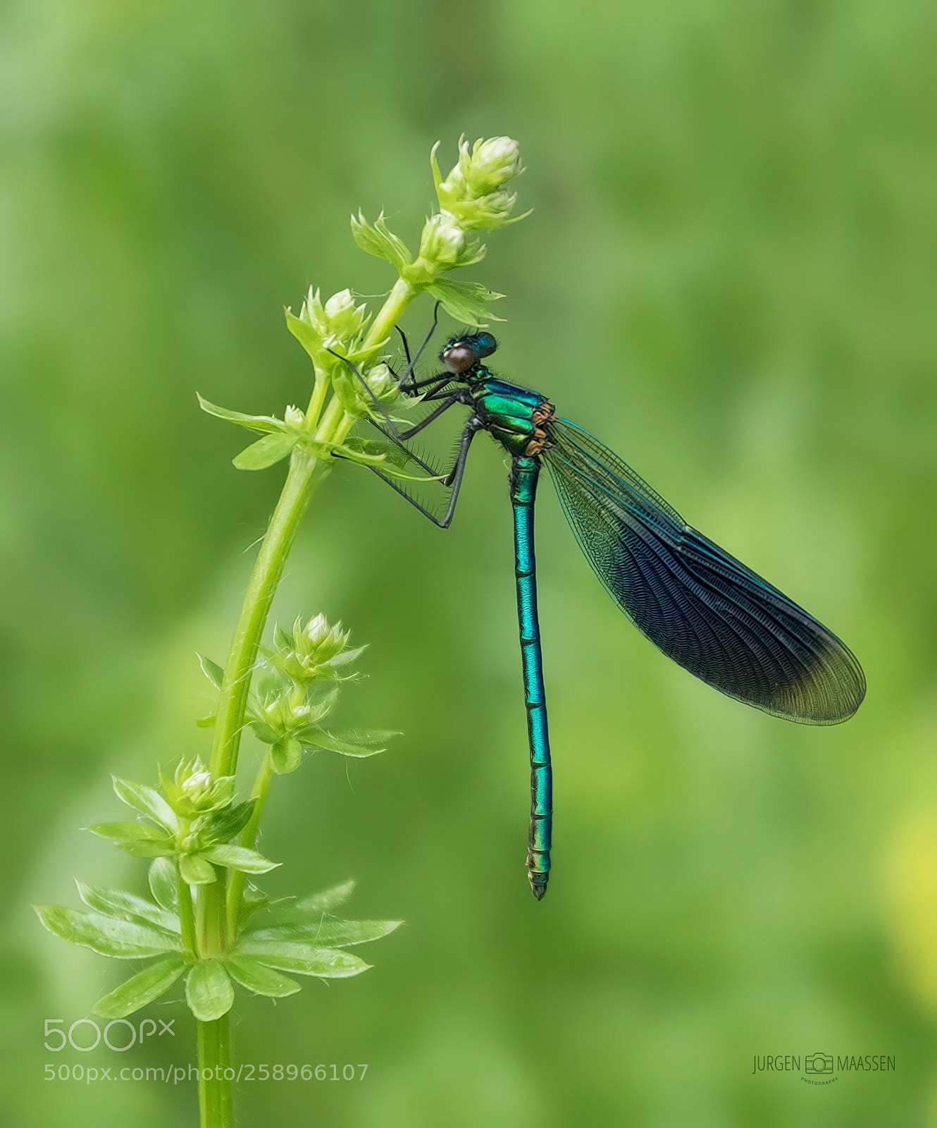Canon EOS 7D Mark II sample photo. Banded demoiselle ♂. photography
