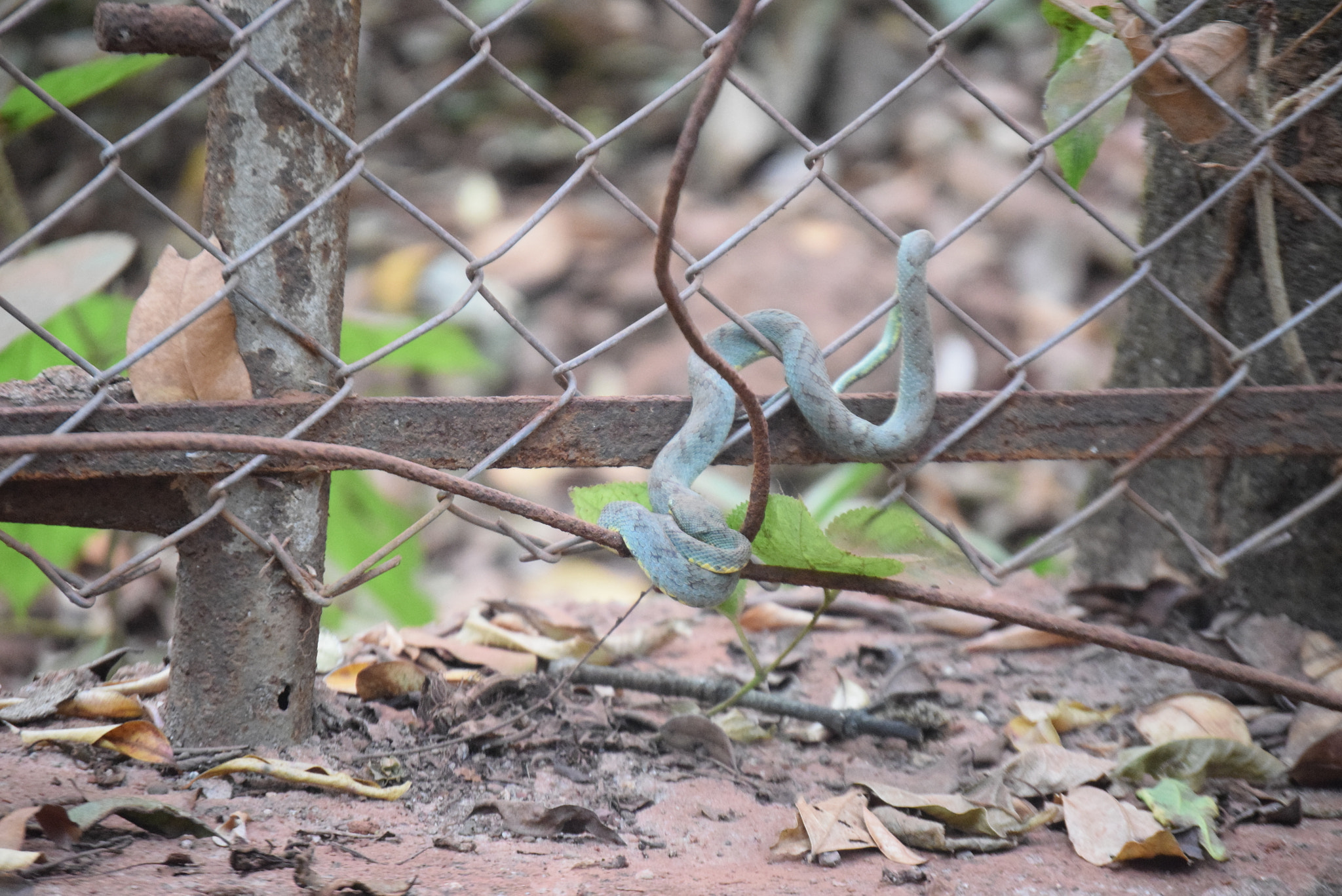Nikon D5300 sample photo