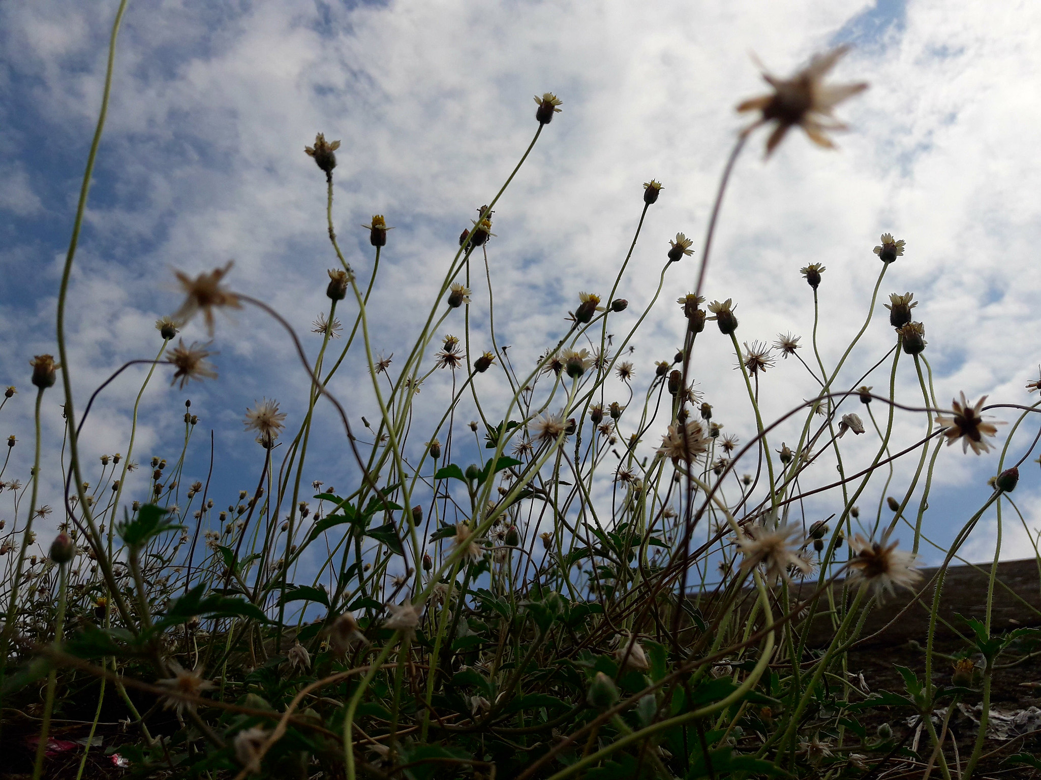 Samsung Galaxy J7 Neo sample photo. 20180430_141939.jpg photography
