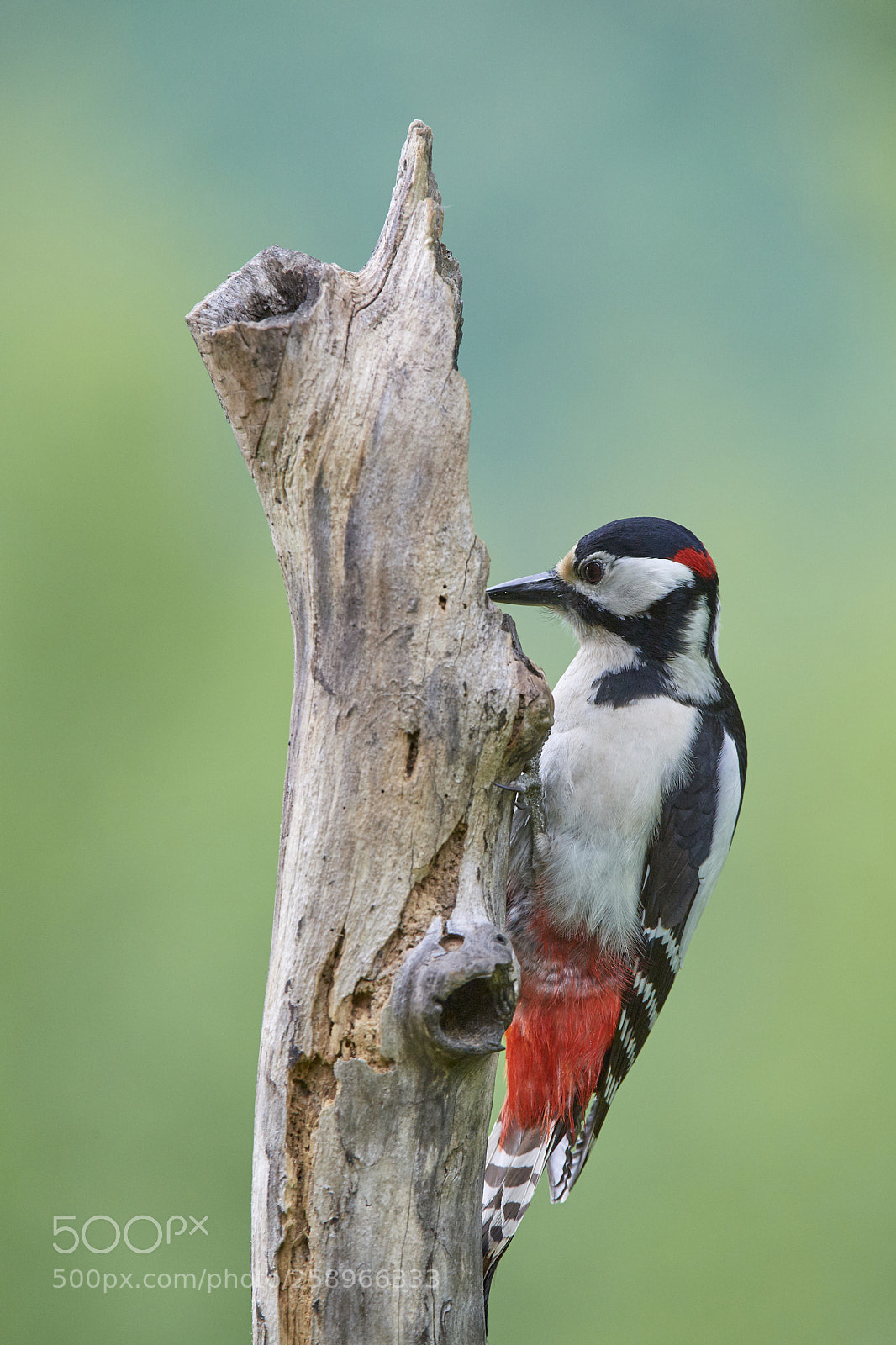 Nikon D5 sample photo. Great spotted woodpecker photography