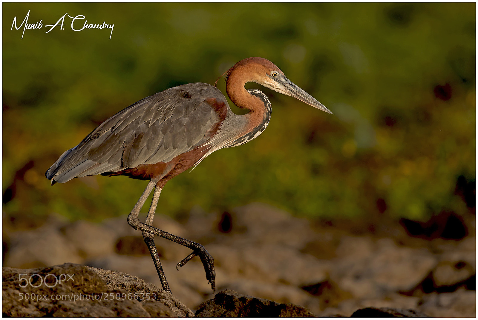Canon EOS-1D X Mark II sample photo. The giant heron! photography