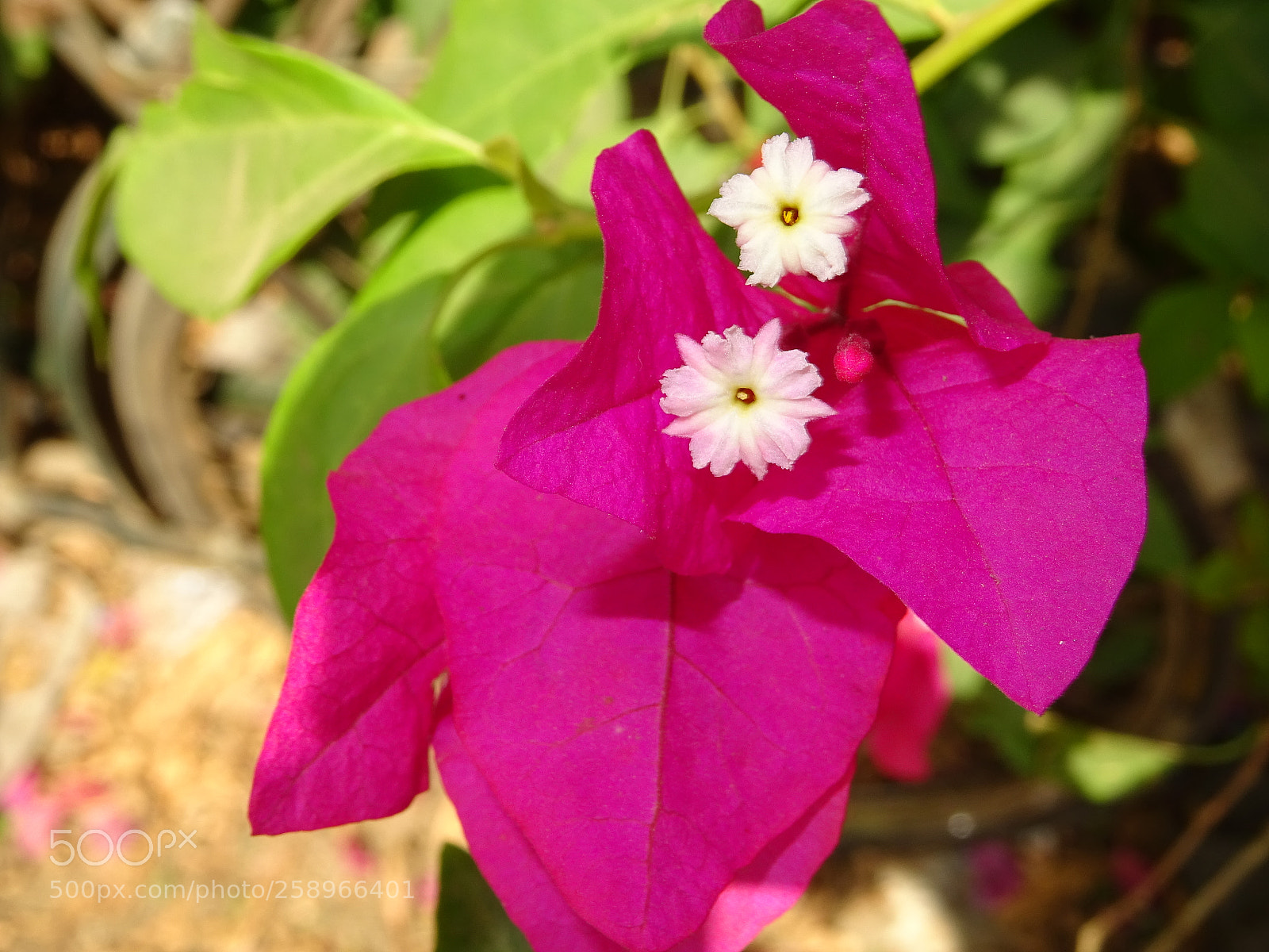 Sony DSC-HX60V sample photo. Flowers photography
