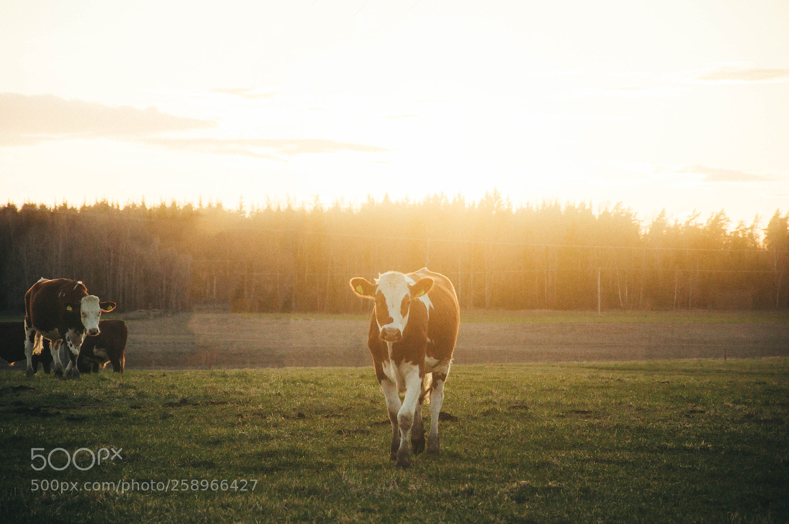 Nikon D5000 sample photo. Cow's glance photography