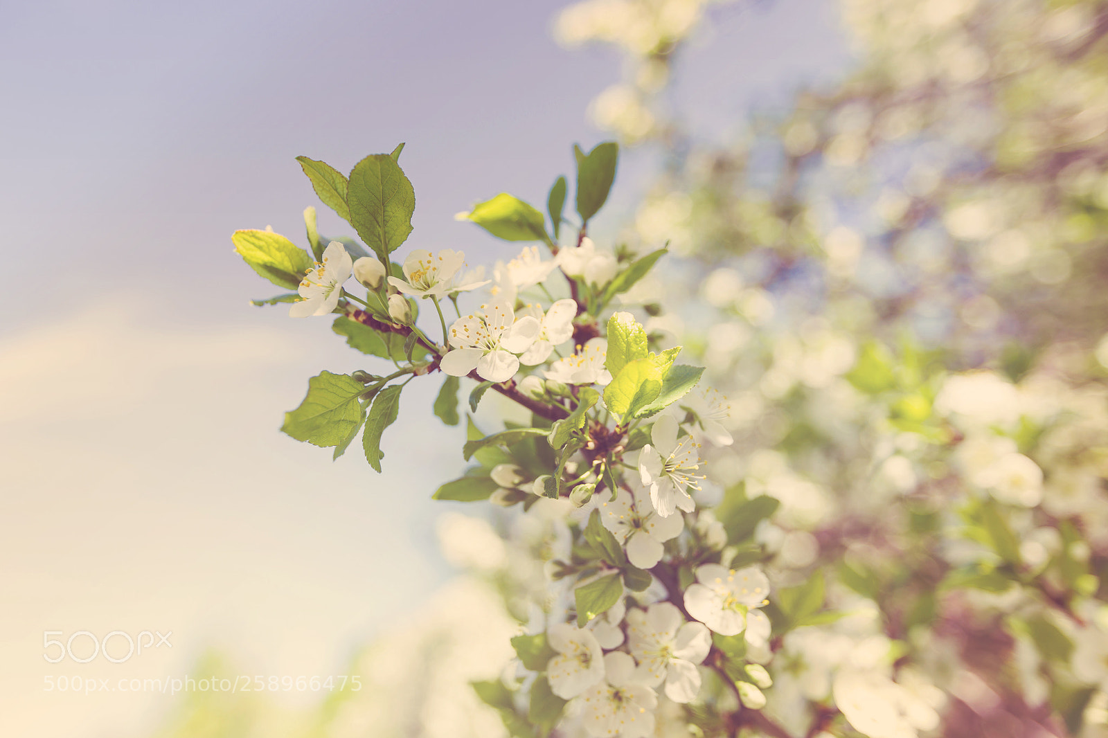 Canon EOS 6D sample photo. Cherry blossom in spring photography