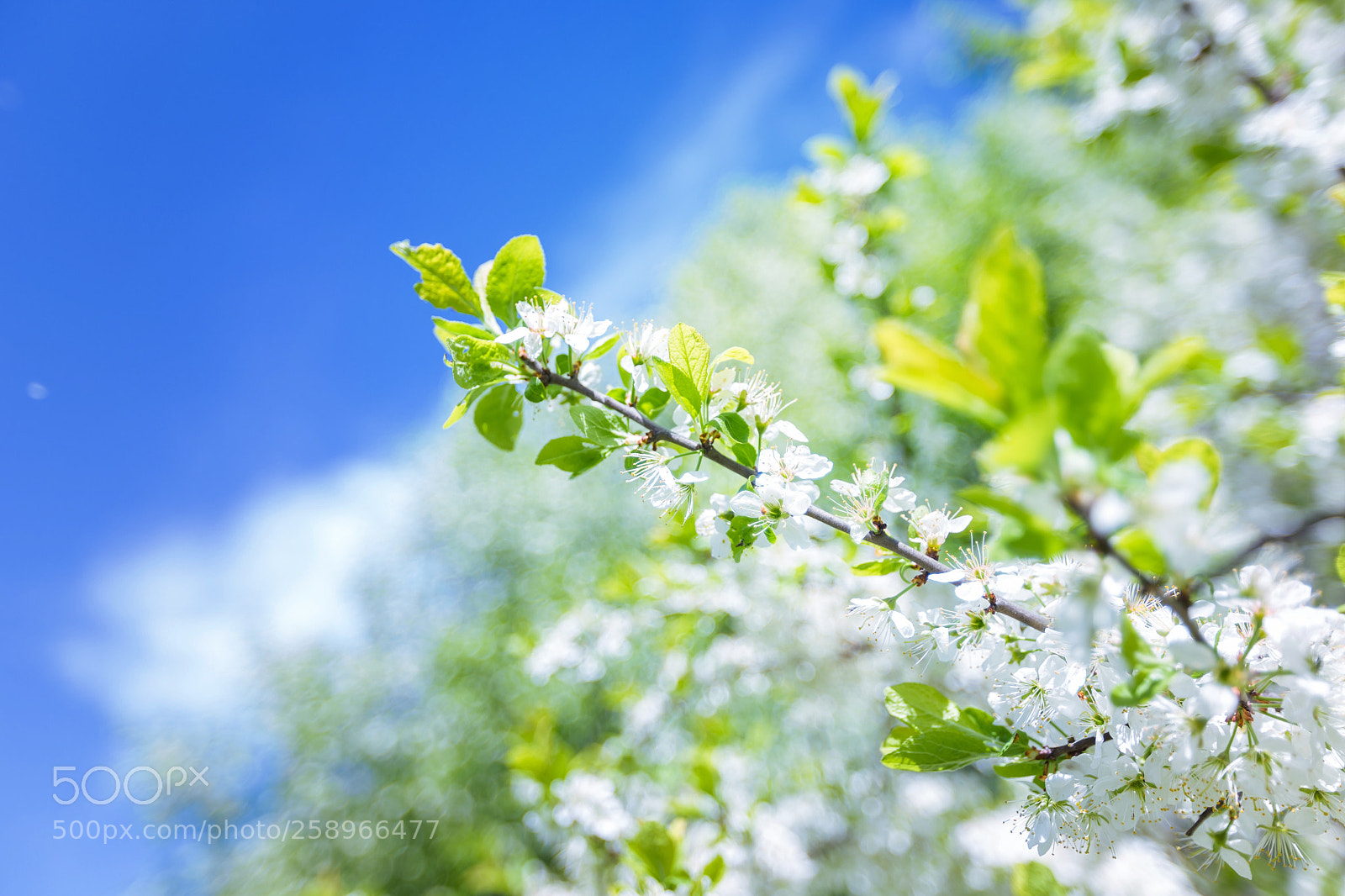 Canon EOS 6D sample photo. Cherry blossom in spring photography
