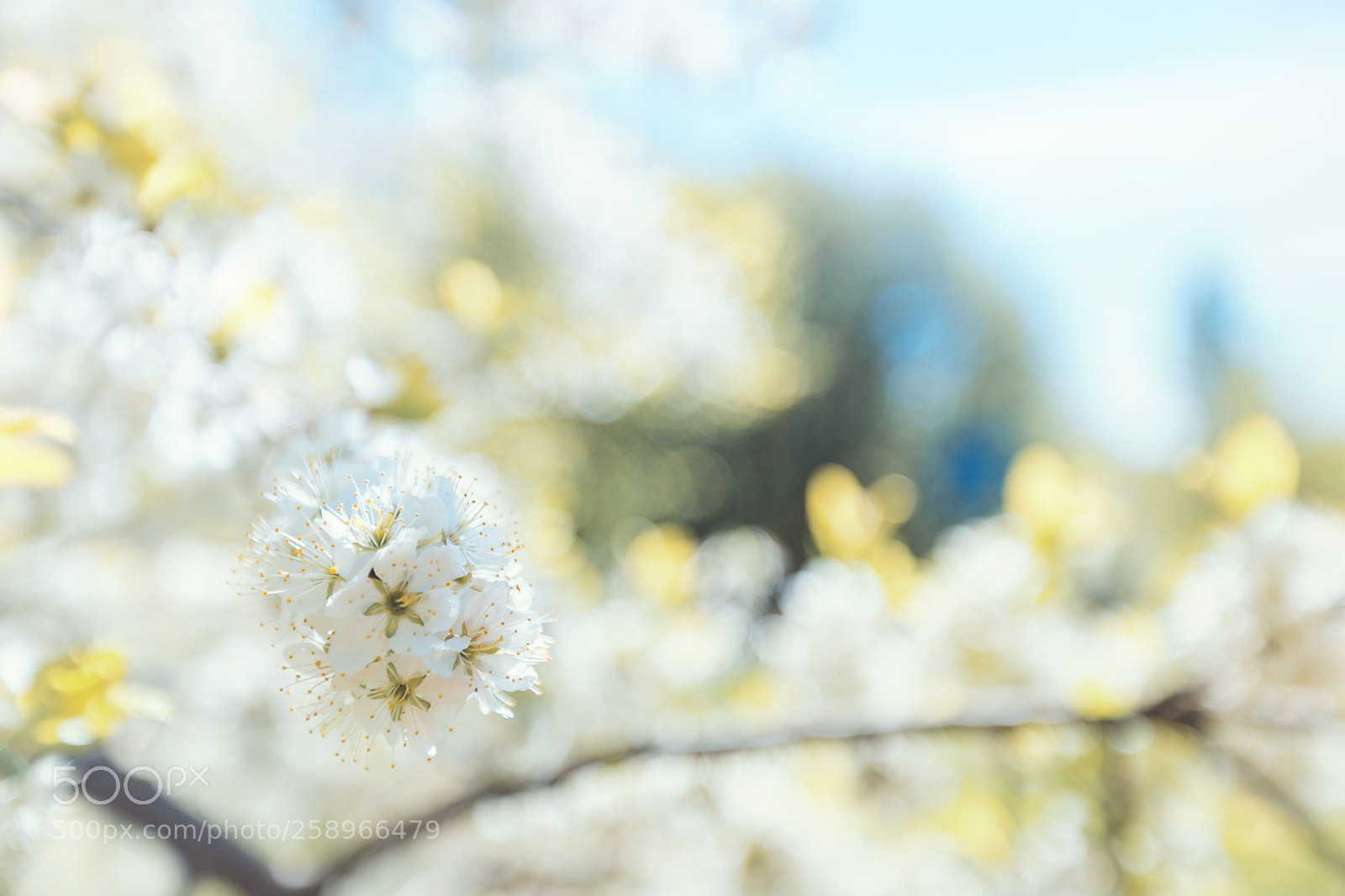 Canon EOS 6D sample photo. Cherry blossom in spring photography