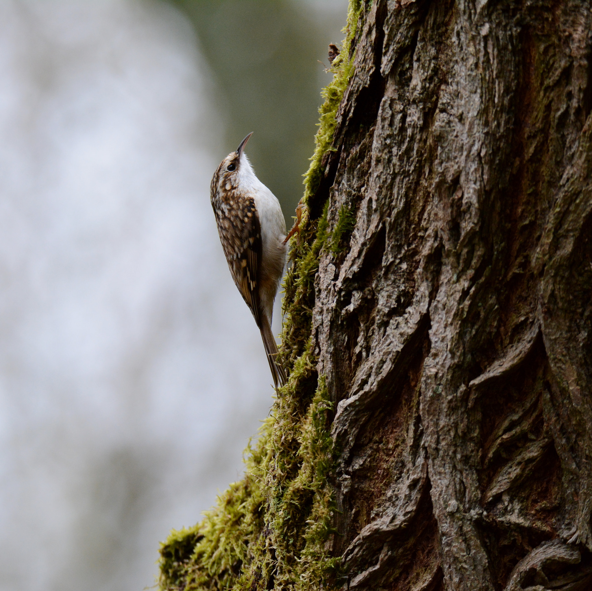 Nikon D7100 sample photo. Treecreeper photography