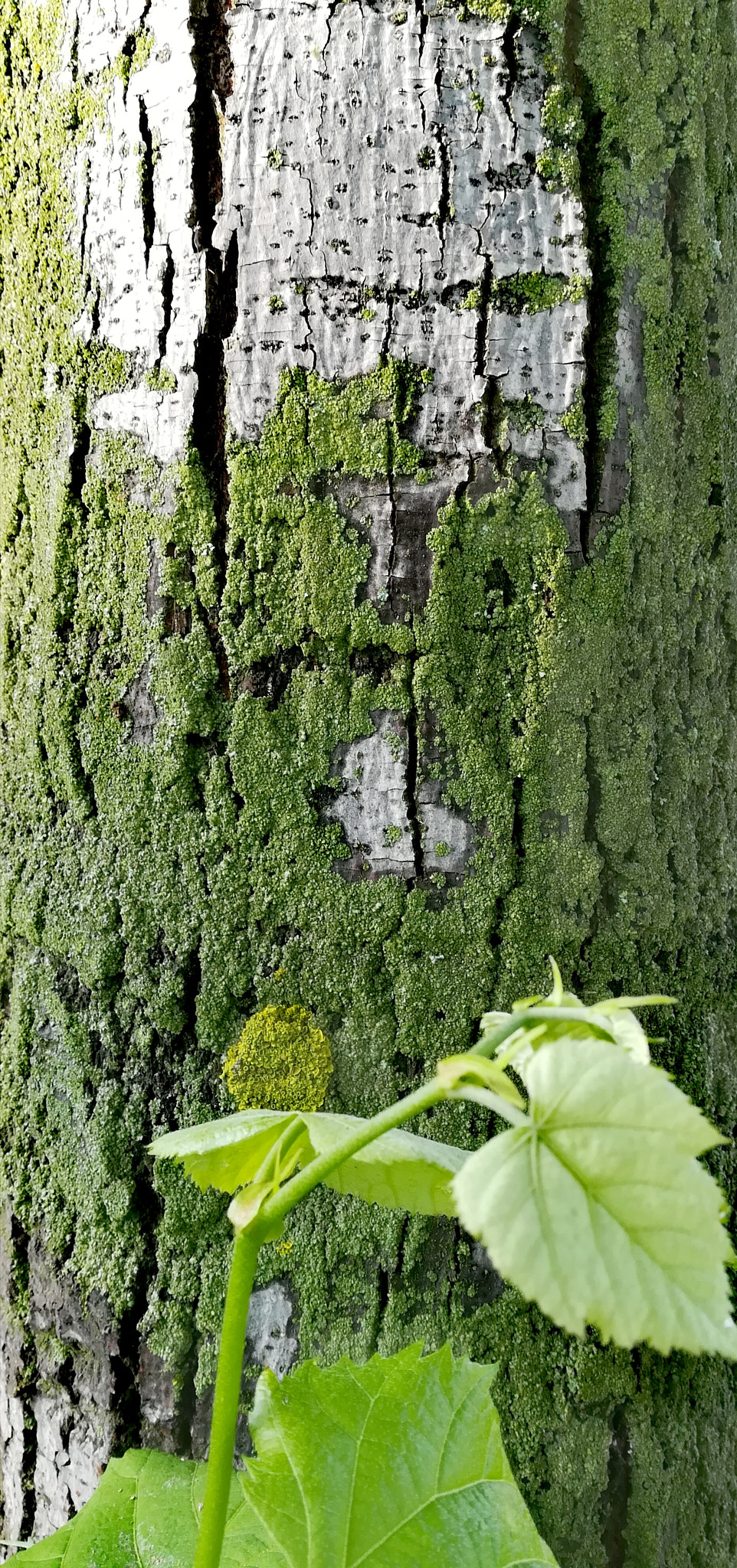 HUAWEI PRA-LX1 sample photo. Green palette photography