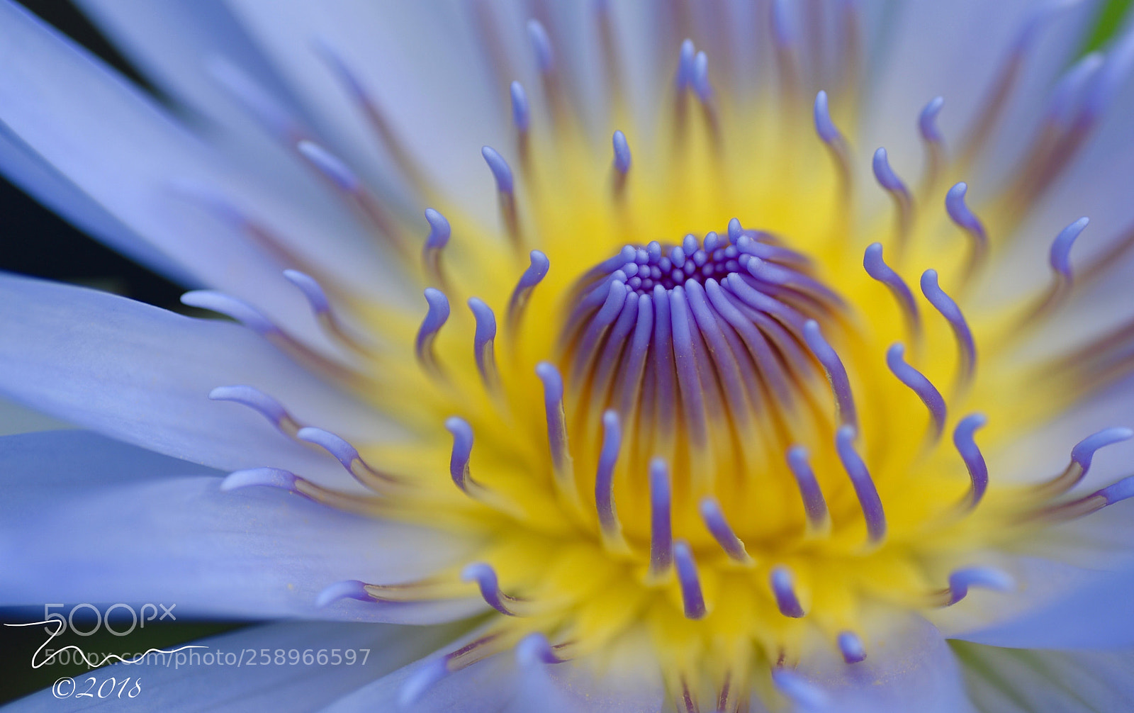 Nikon D750 sample photo. Beautiful water lily photography