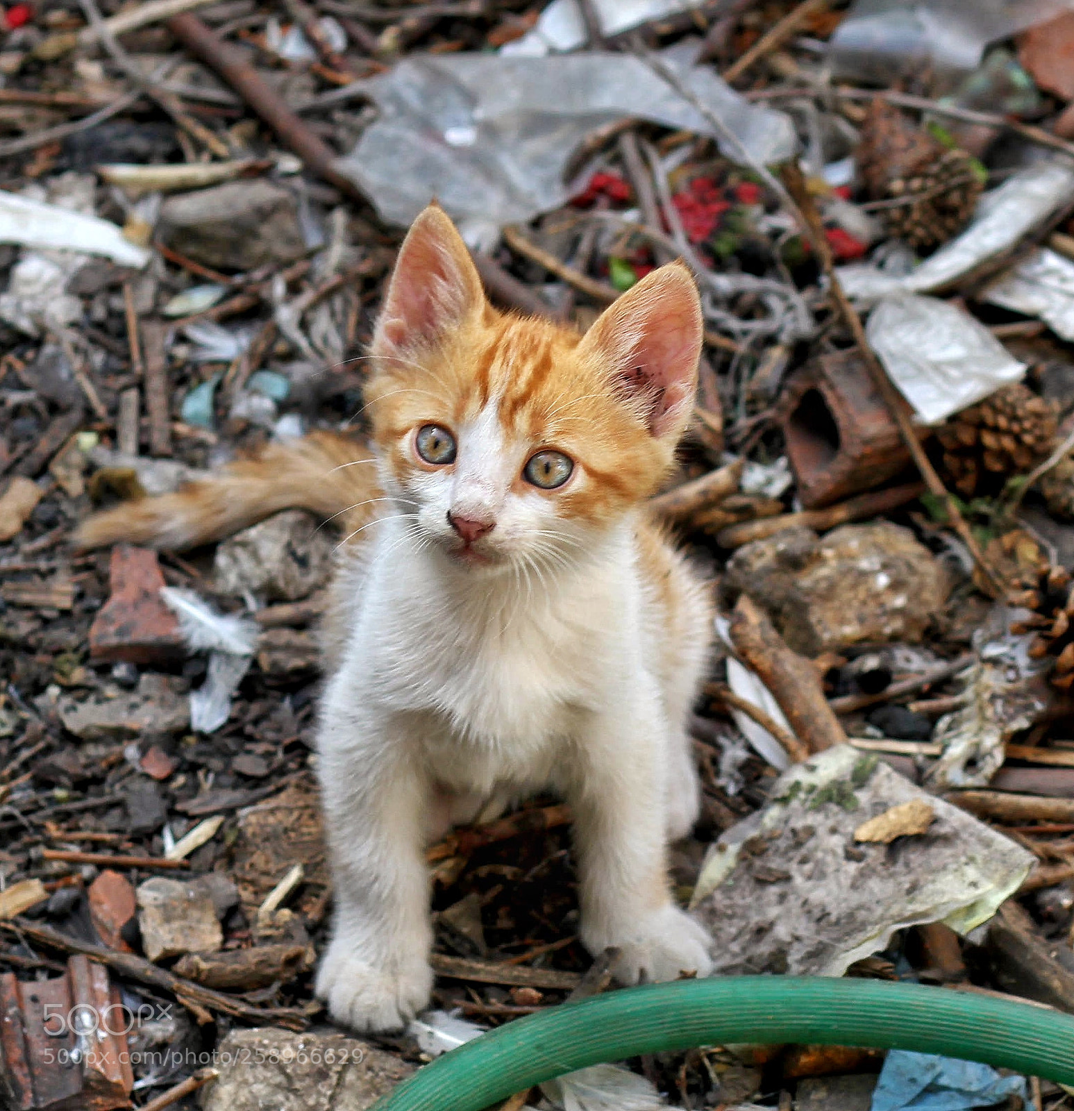 Canon EOS 7D sample photo. Untitled photography