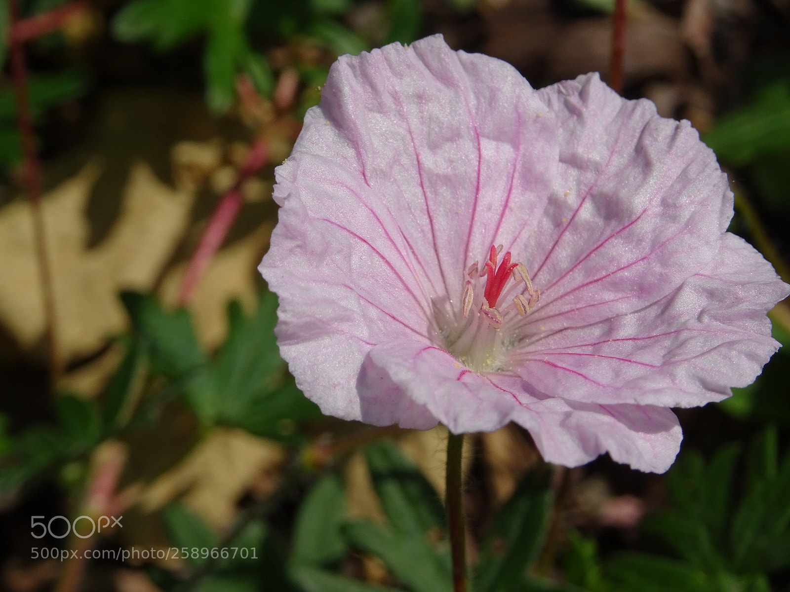 Sony DSC-HX60V sample photo. Untitled photography