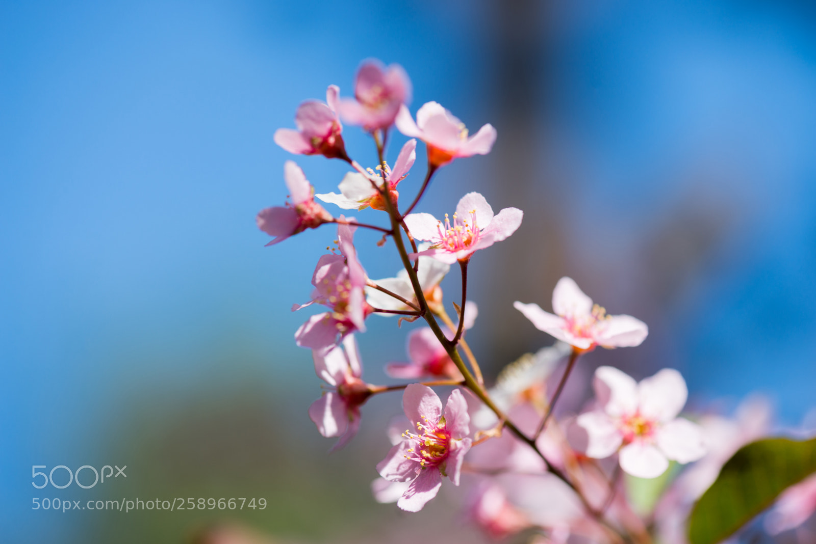 Nikon D610 sample photo. Pink flowers on the photography