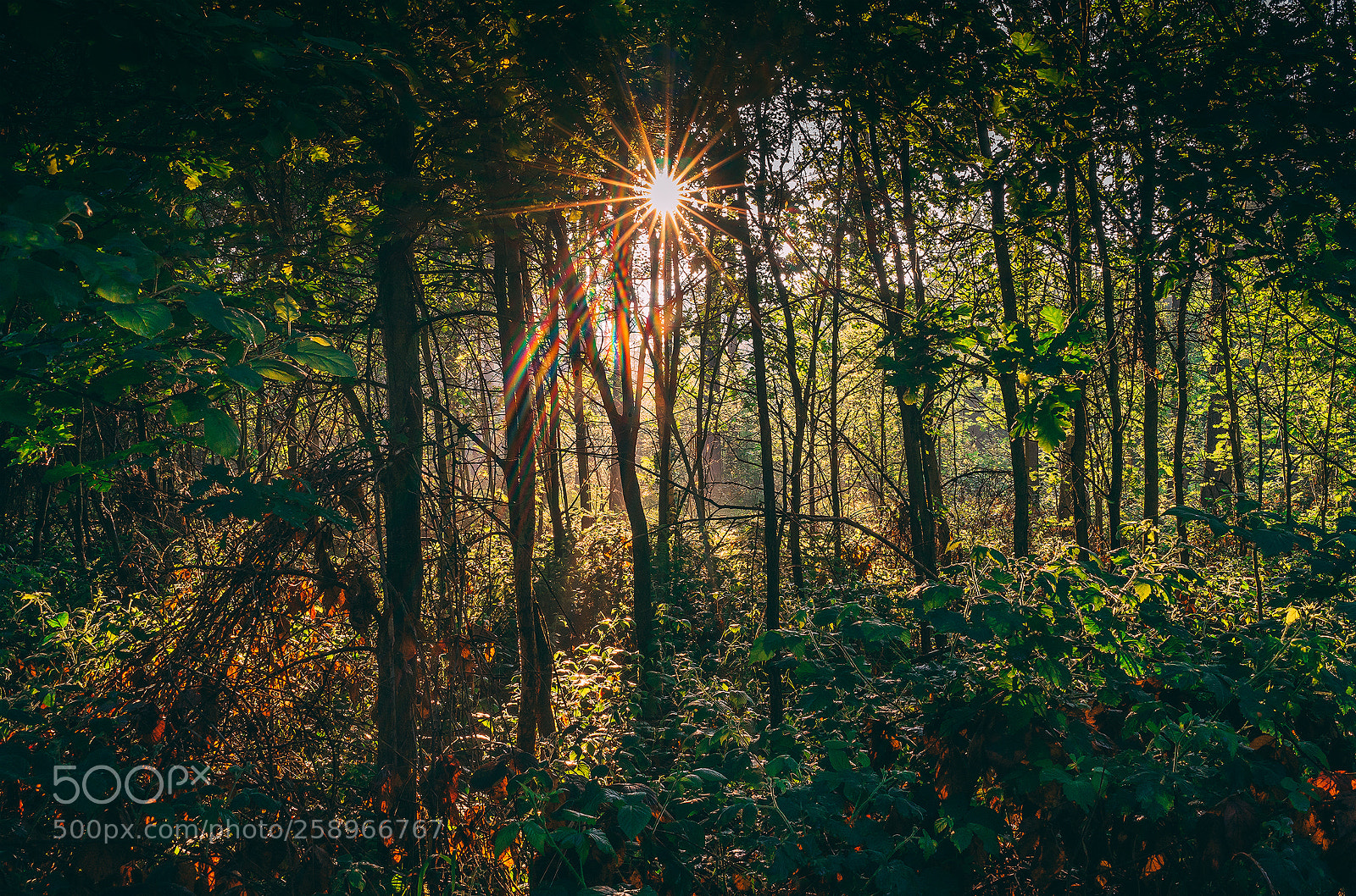 Sony a7 II sample photo. Forest. photography