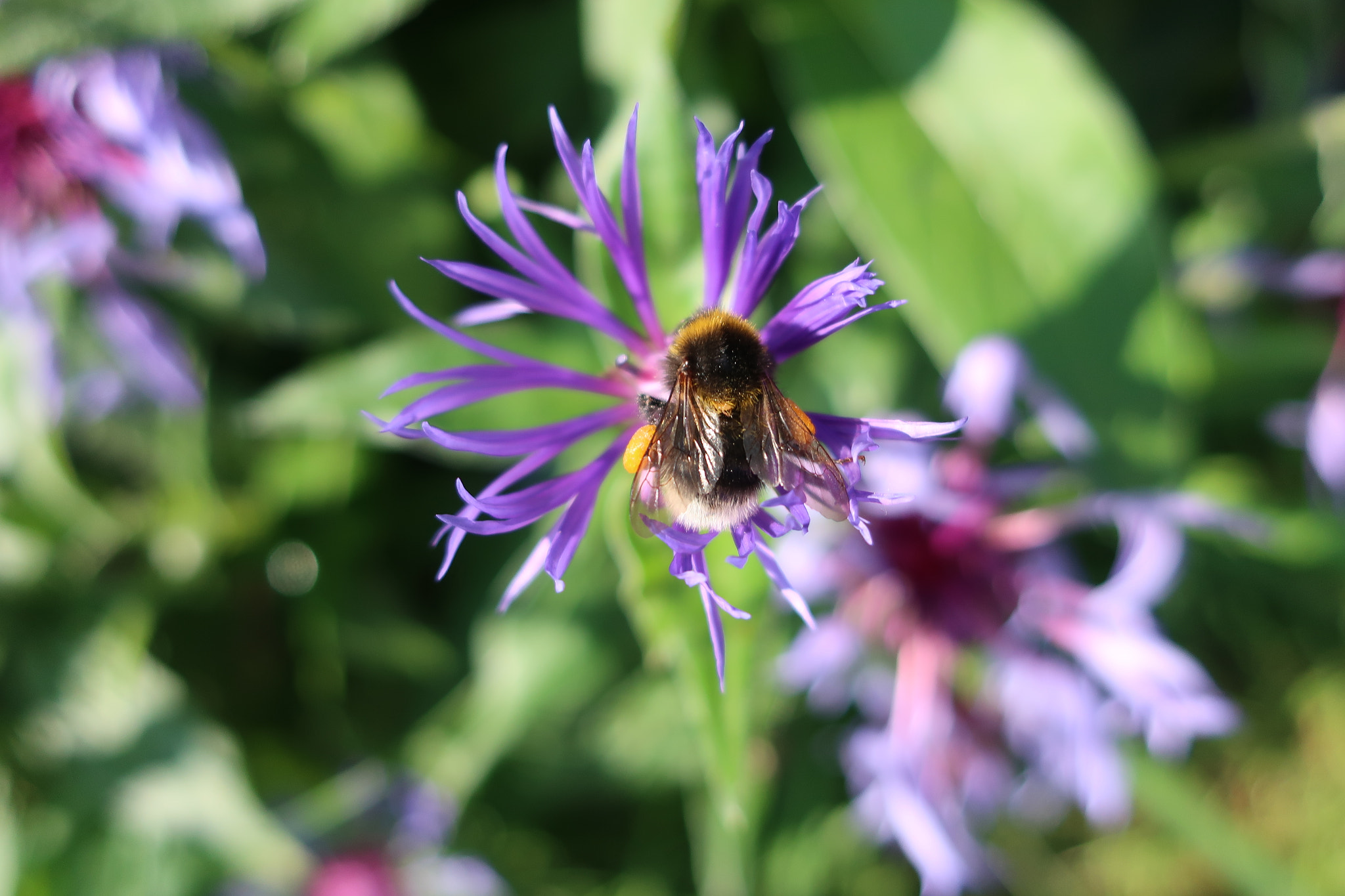 Canon PowerShot G9 X Mark II sample photo. Blue bee. photography