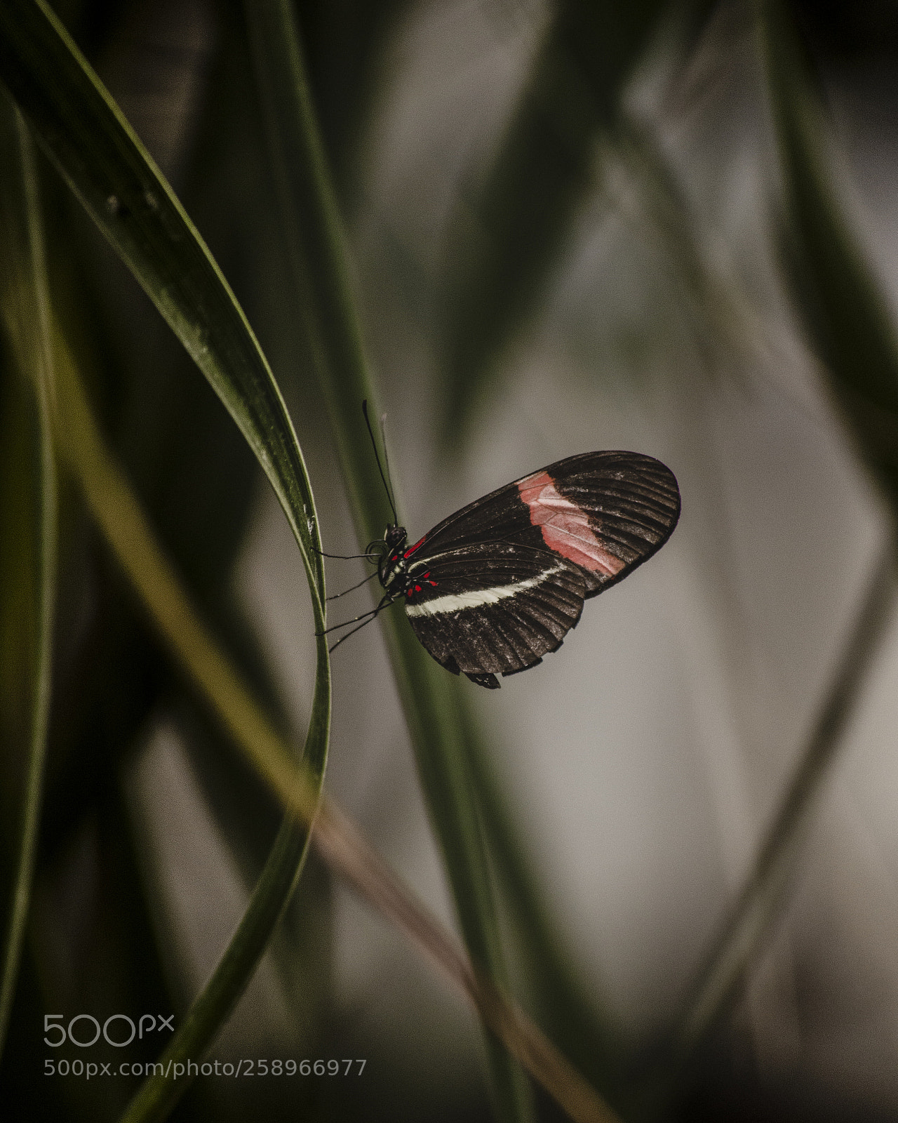 Nikon D3200 sample photo. Le jardin et le photography