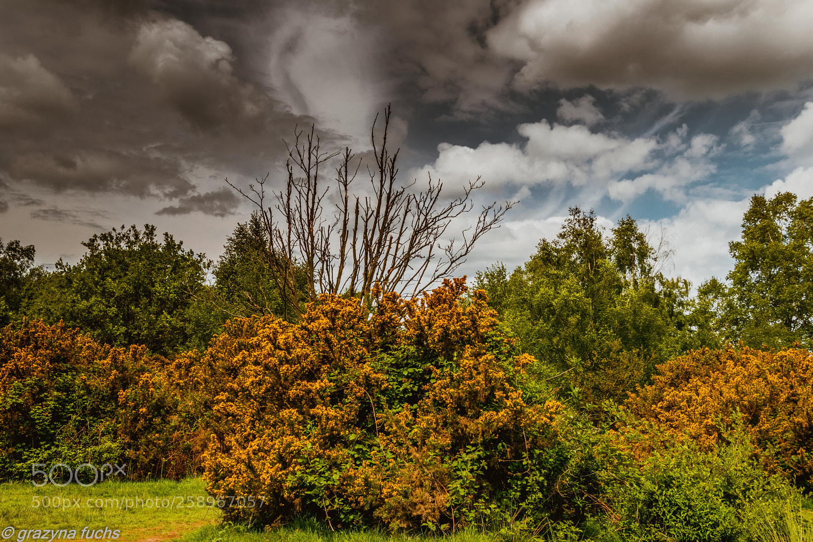 Nikon D3300 sample photo. Headley heath photography