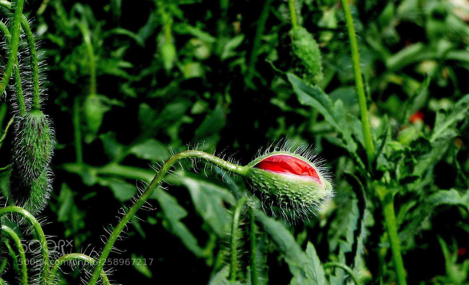 Panasonic Lumix DMC-FZ200 sample photo. Bud. photography