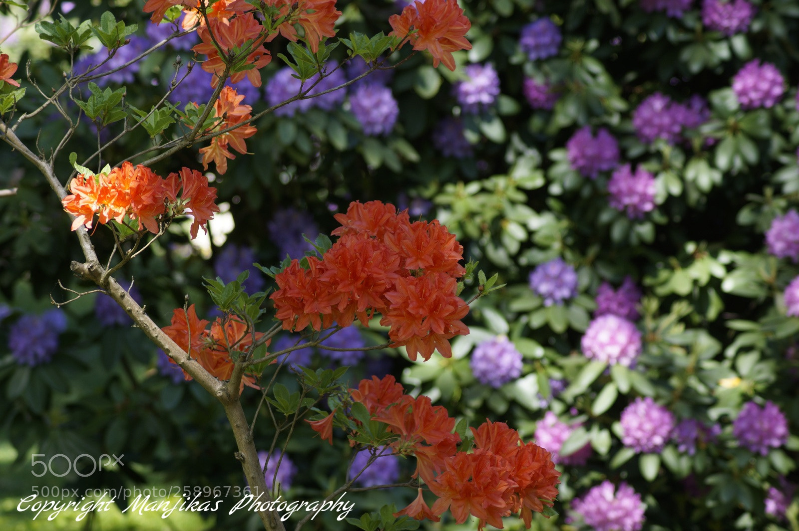 Sony SLT-A58 sample photo. Rhododendron photography