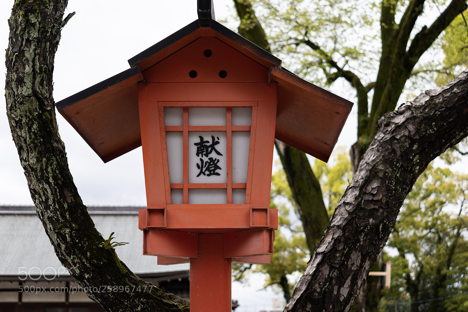 Nikon D5600 sample photo. Kyoto photography