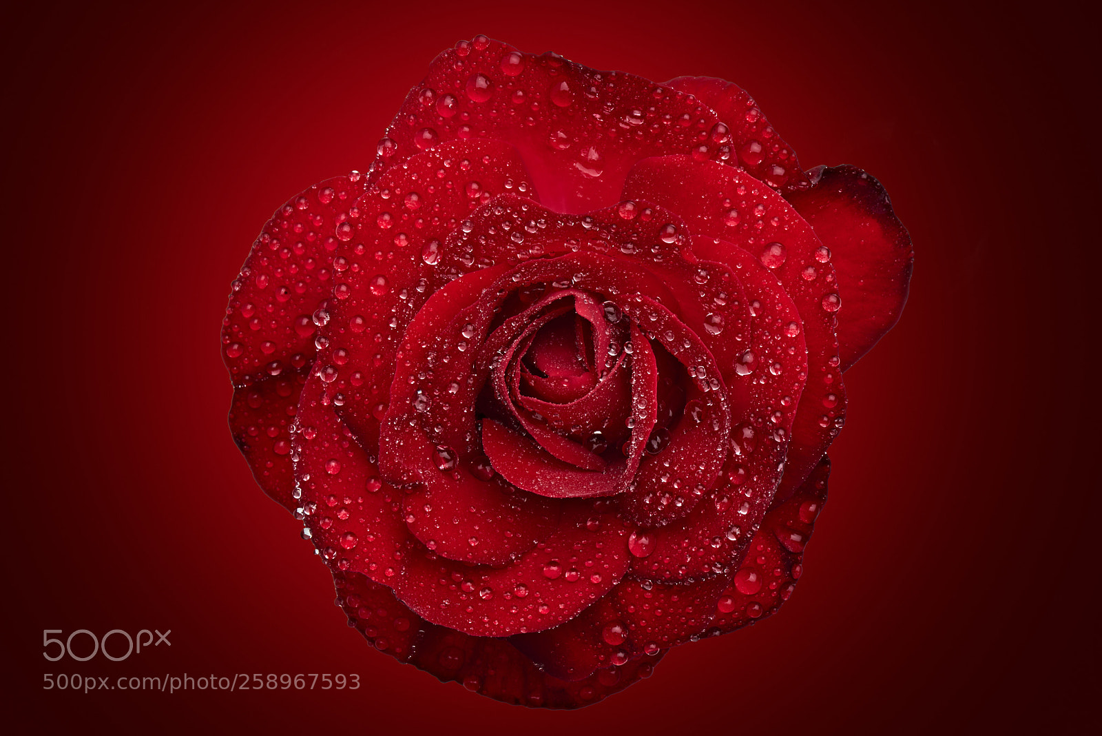 Nikon D800E sample photo. Romantic red rose with photography
