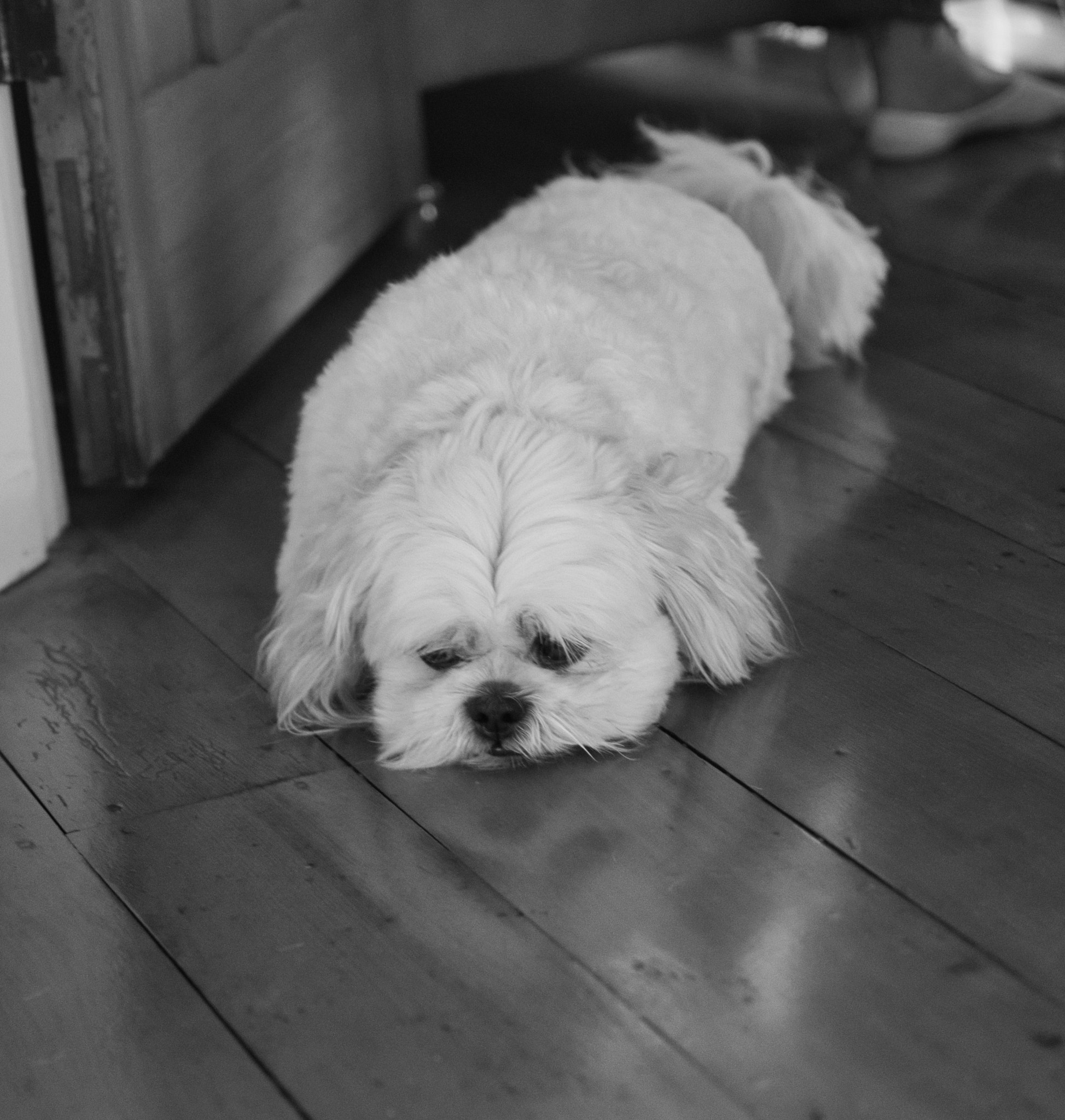 Nikon D7500 sample photo. Doggy dog photography