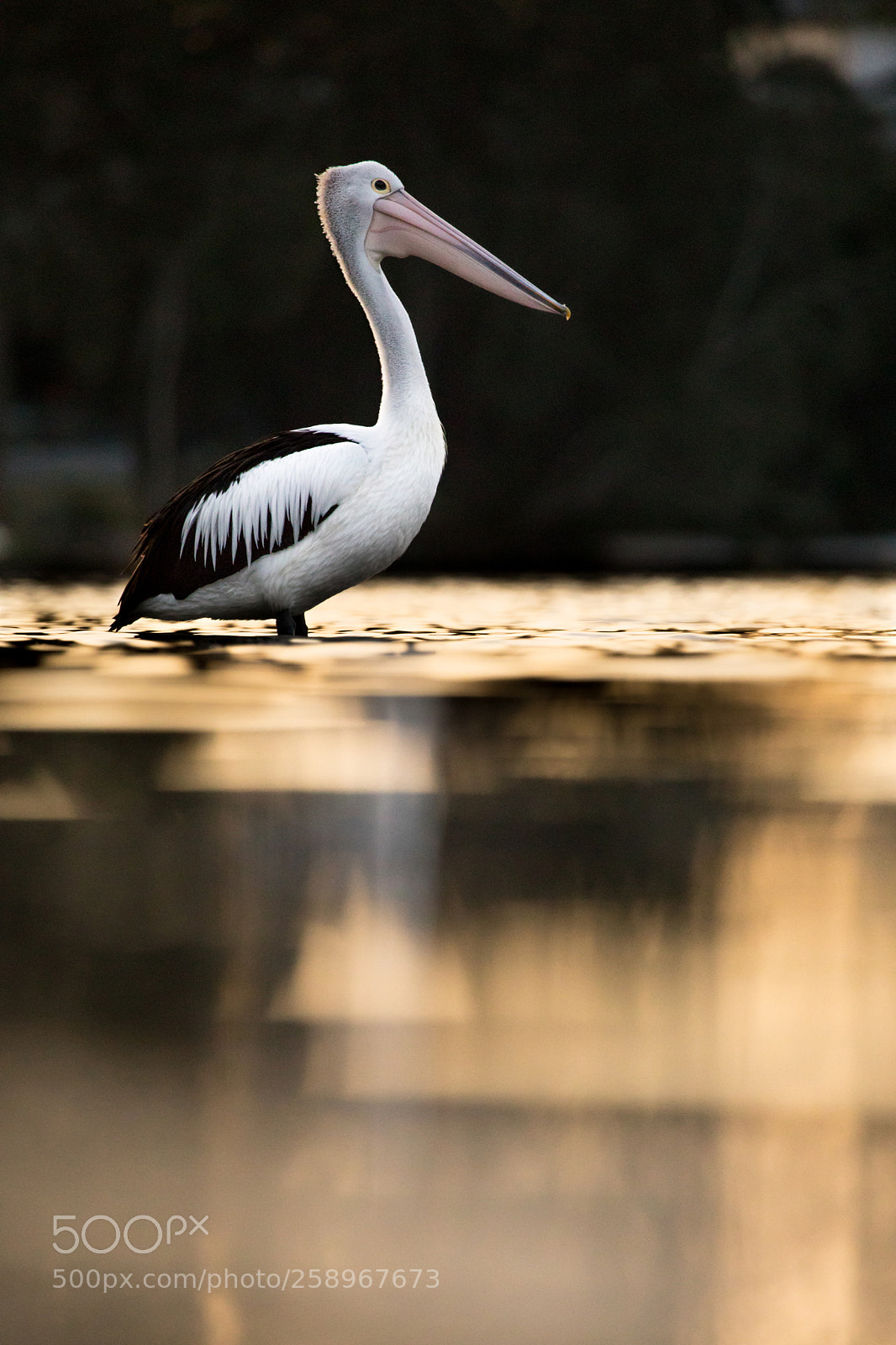 Canon EOS 5D Mark IV sample photo. Pelican at sunset photography