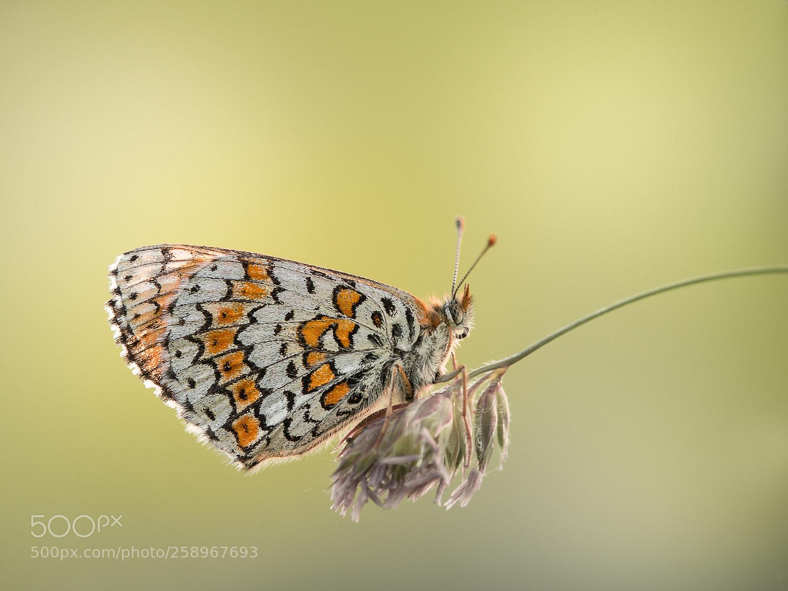 Sony SLT-A99V sample photo. Melitaea cinxia photography