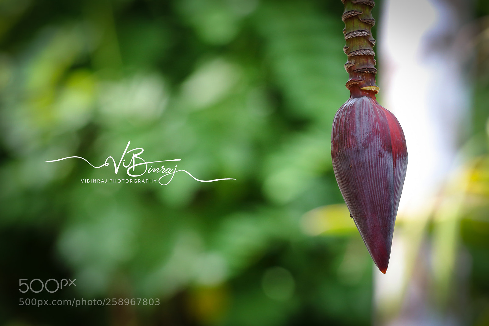 Canon EOS 80D sample photo. Canon 80d photography