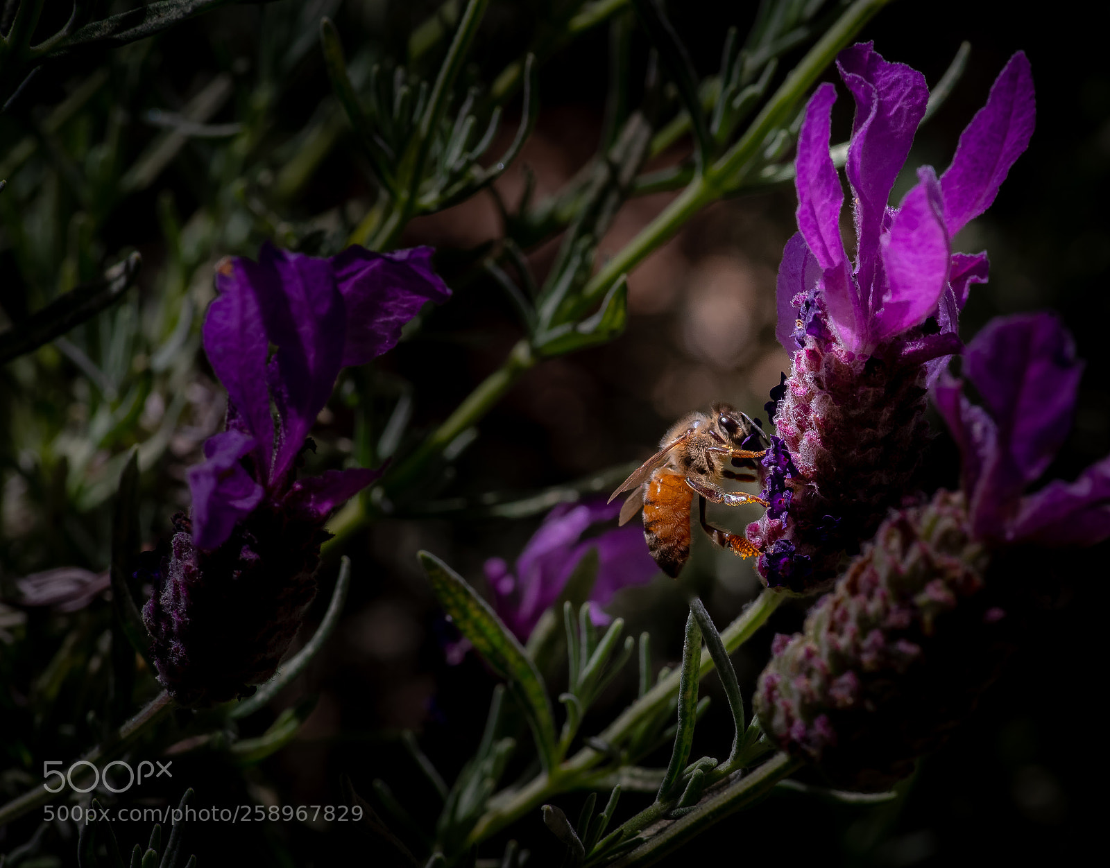 Pentax K-1 sample photo. Lavender photography