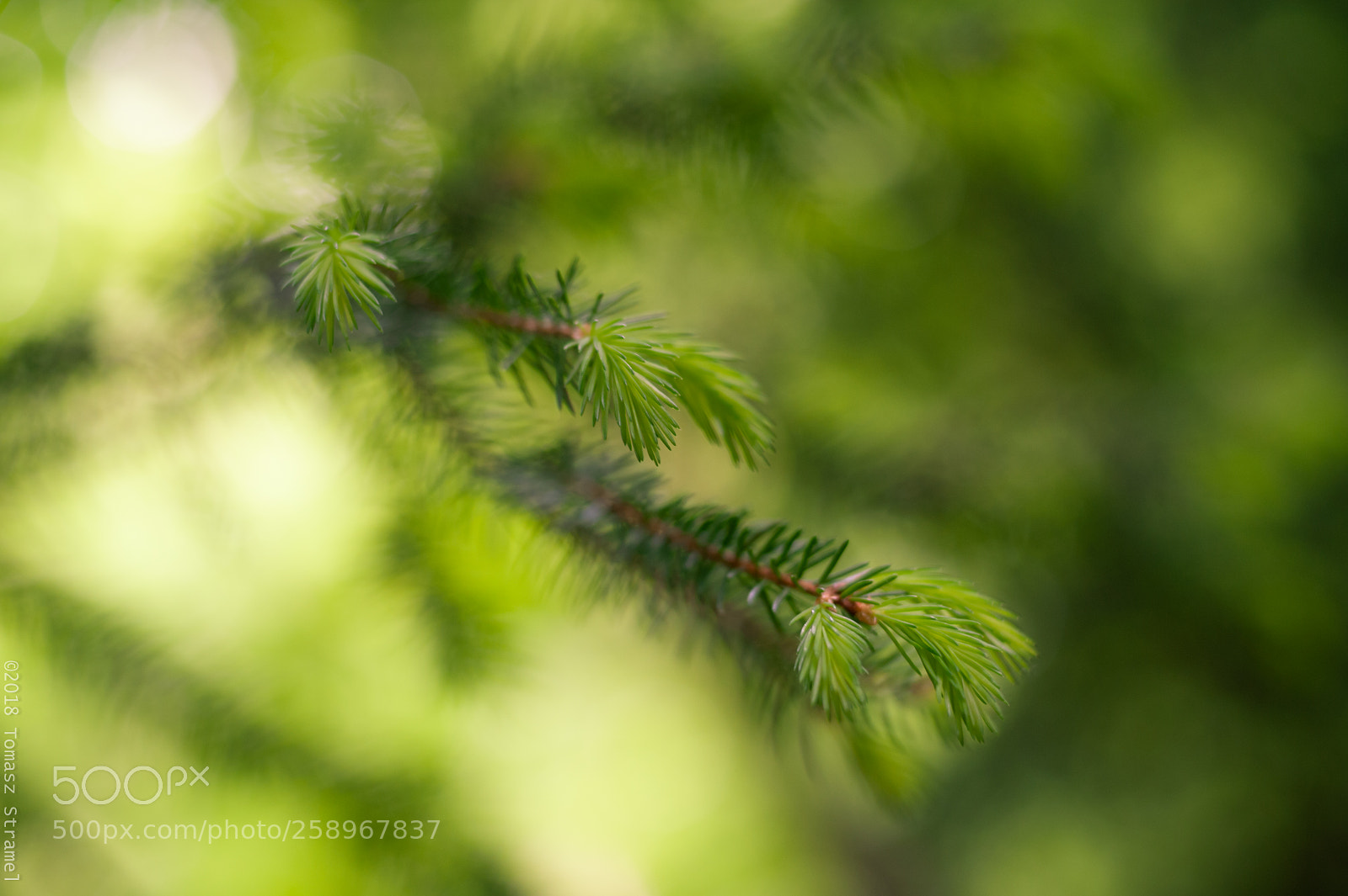 Nikon D700 sample photo. Out of the green photography
