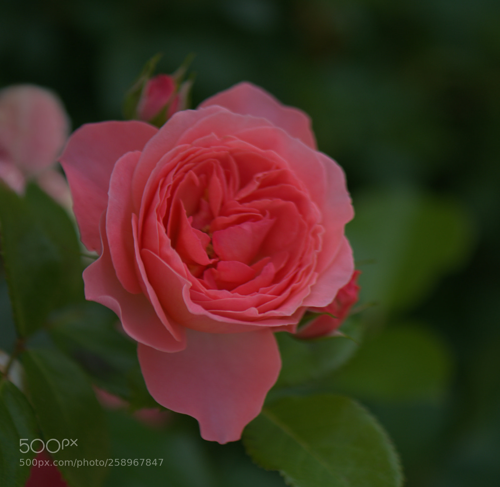 Nikon D7100 sample photo. Rose photography