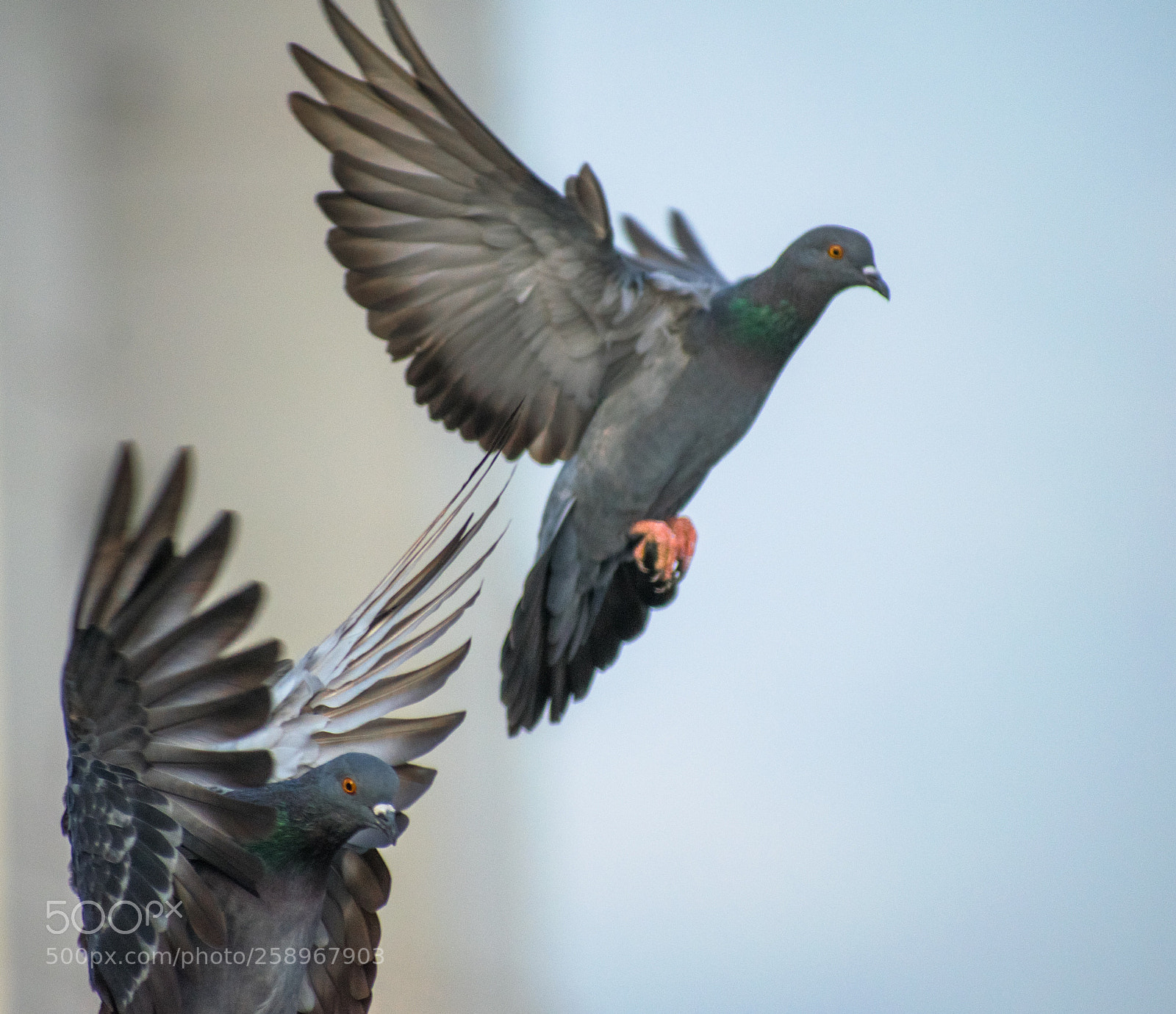 Nikon D5300 sample photo. Synchronised flying !!!! photography