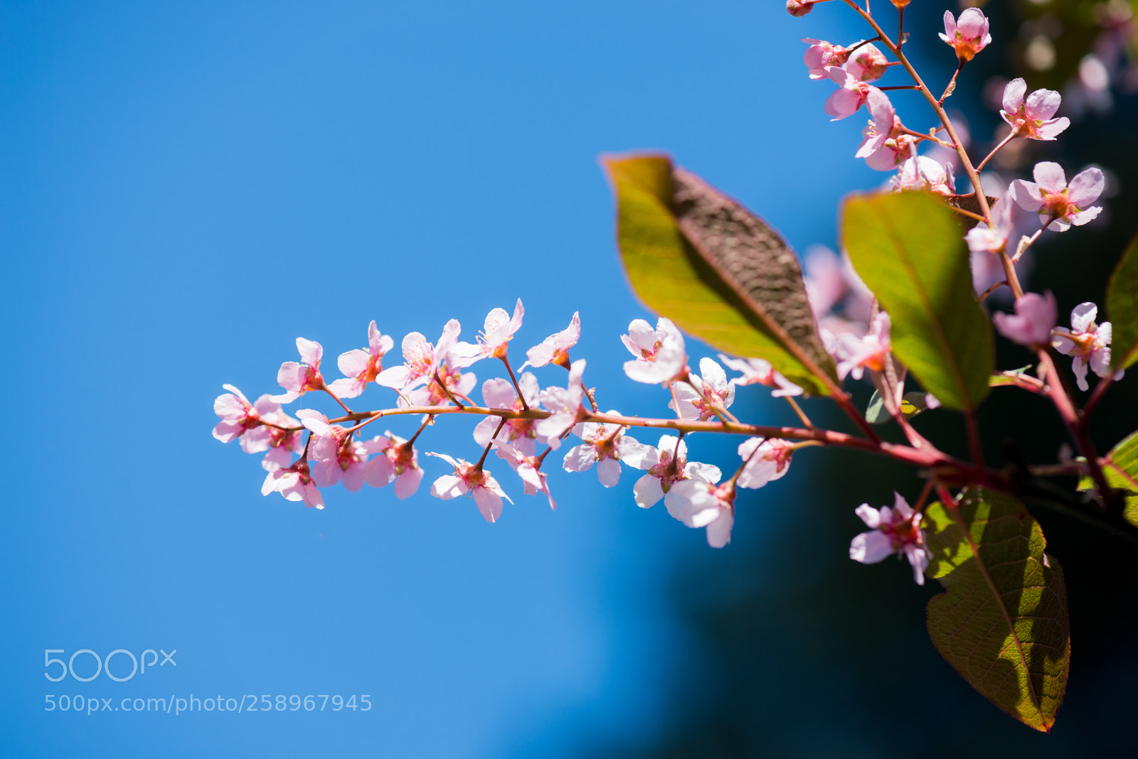Nikon D610 sample photo. Pink flowers on the photography