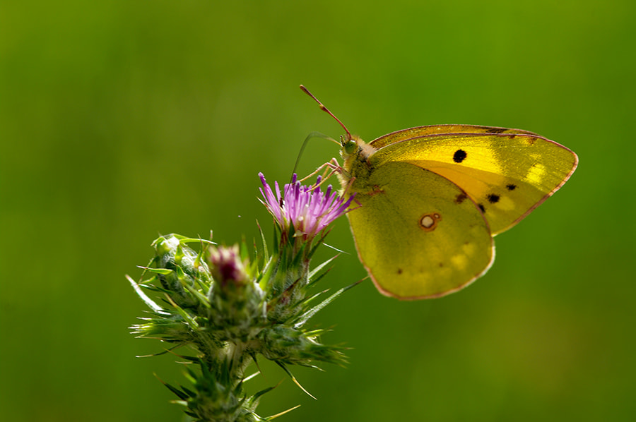 Pentax K20D sample photo. Buterfly photography